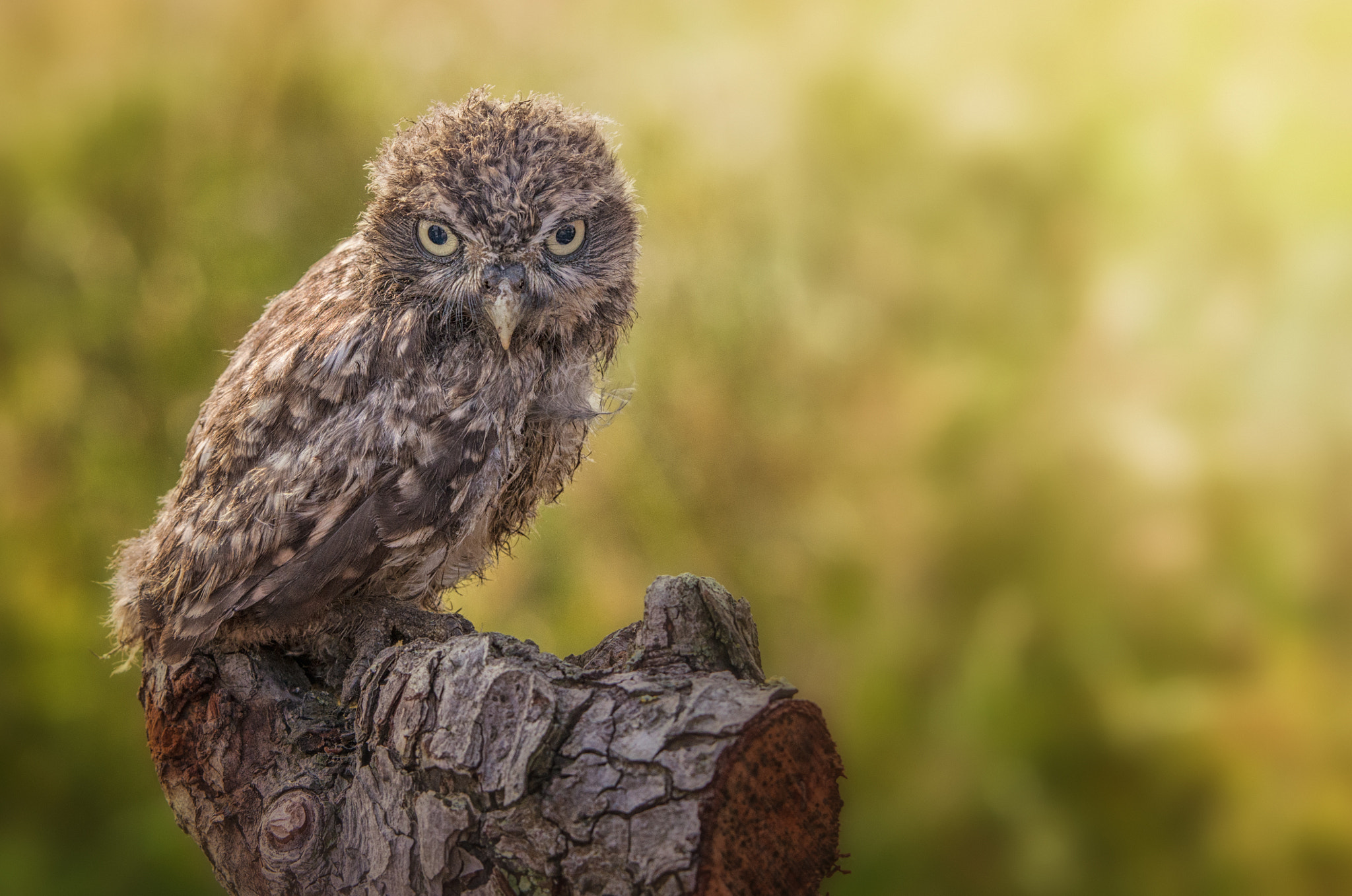 Pentax K-5 II sample photo. Little owl photography