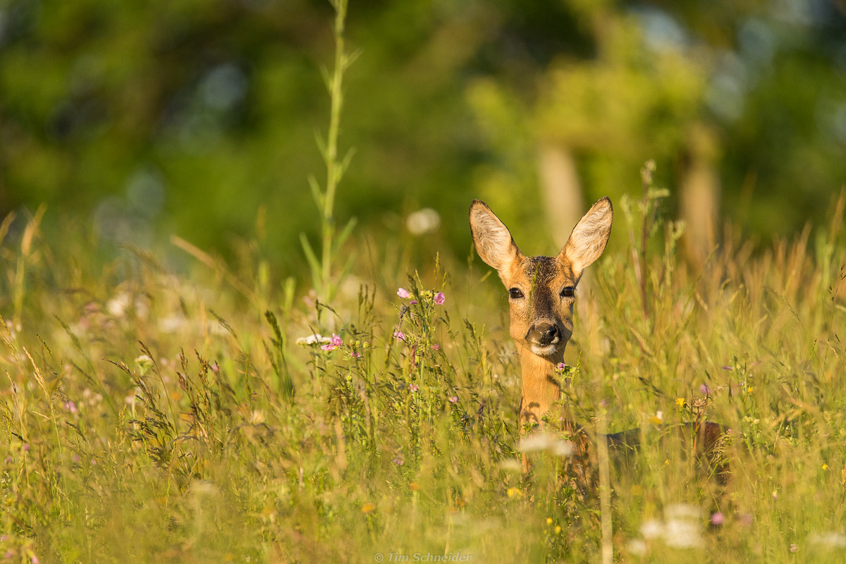 Sony a7 II + Tamron SP 150-600mm F5-6.3 Di VC USD sample photo. Deer on forage in the morning photography