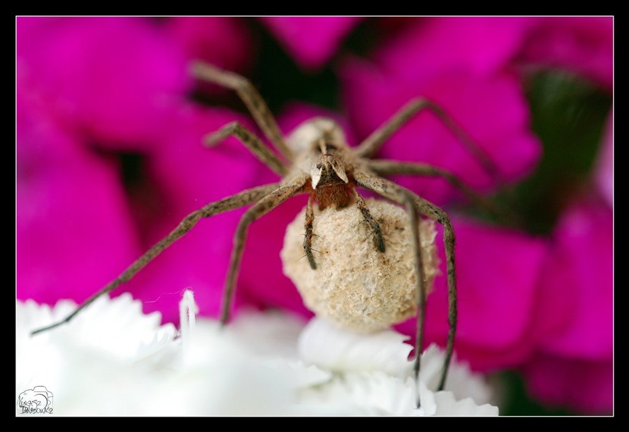 Nikon D80 + Sigma 150mm F2.8 EX DG Macro HSM sample photo. Motherhood photography