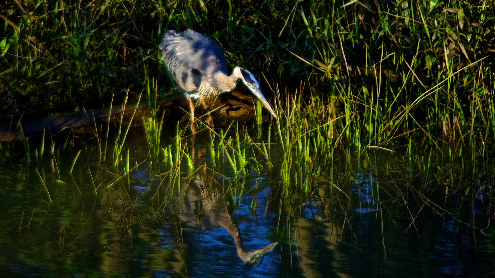 smc PENTAX-FA J 75-300mm F4.5-5.8 AL sample photo. Entranced by his own reflection photography