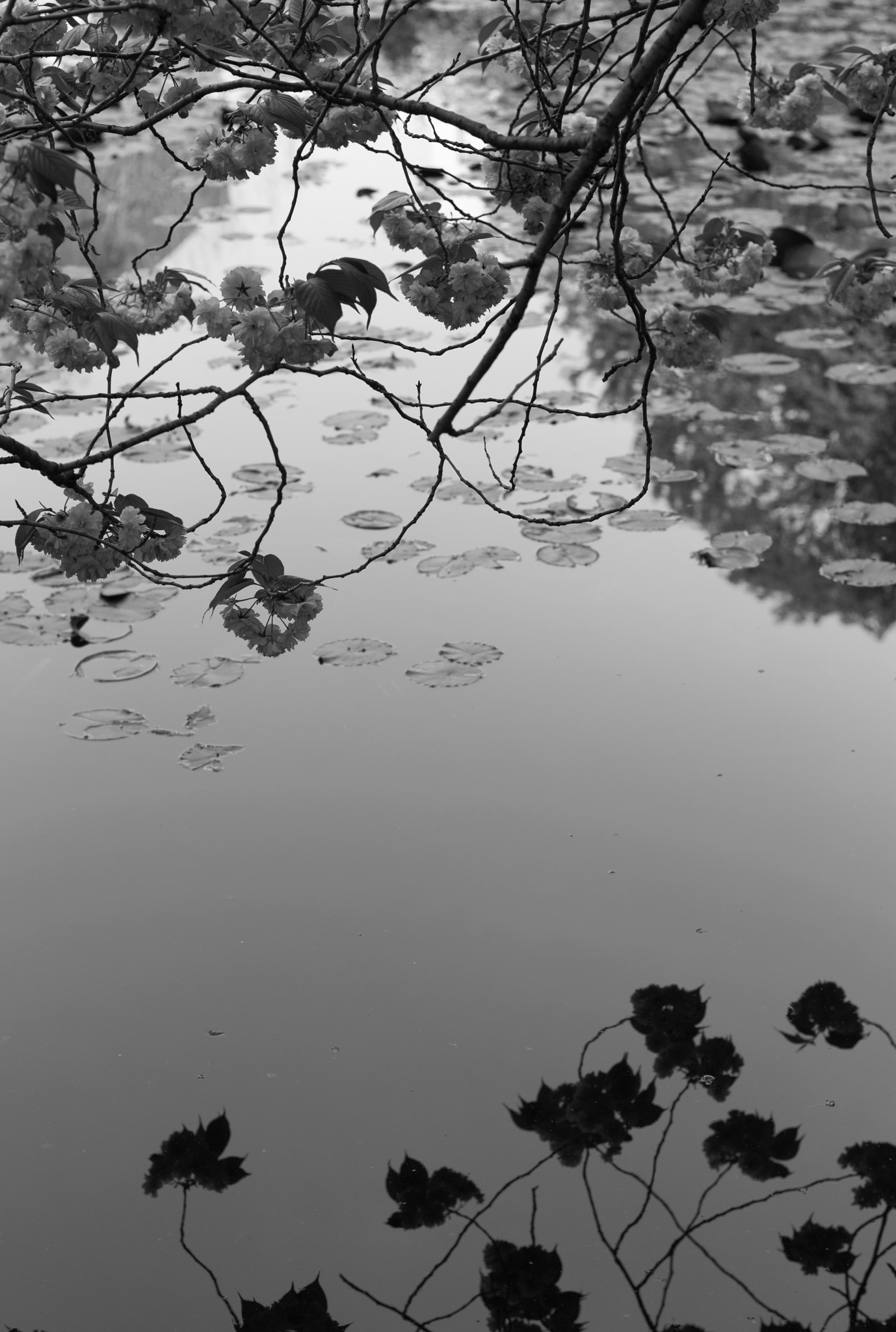 Summicron-M 50mm f/2 (IV, V) sample photo. Real and virtual / mono photography