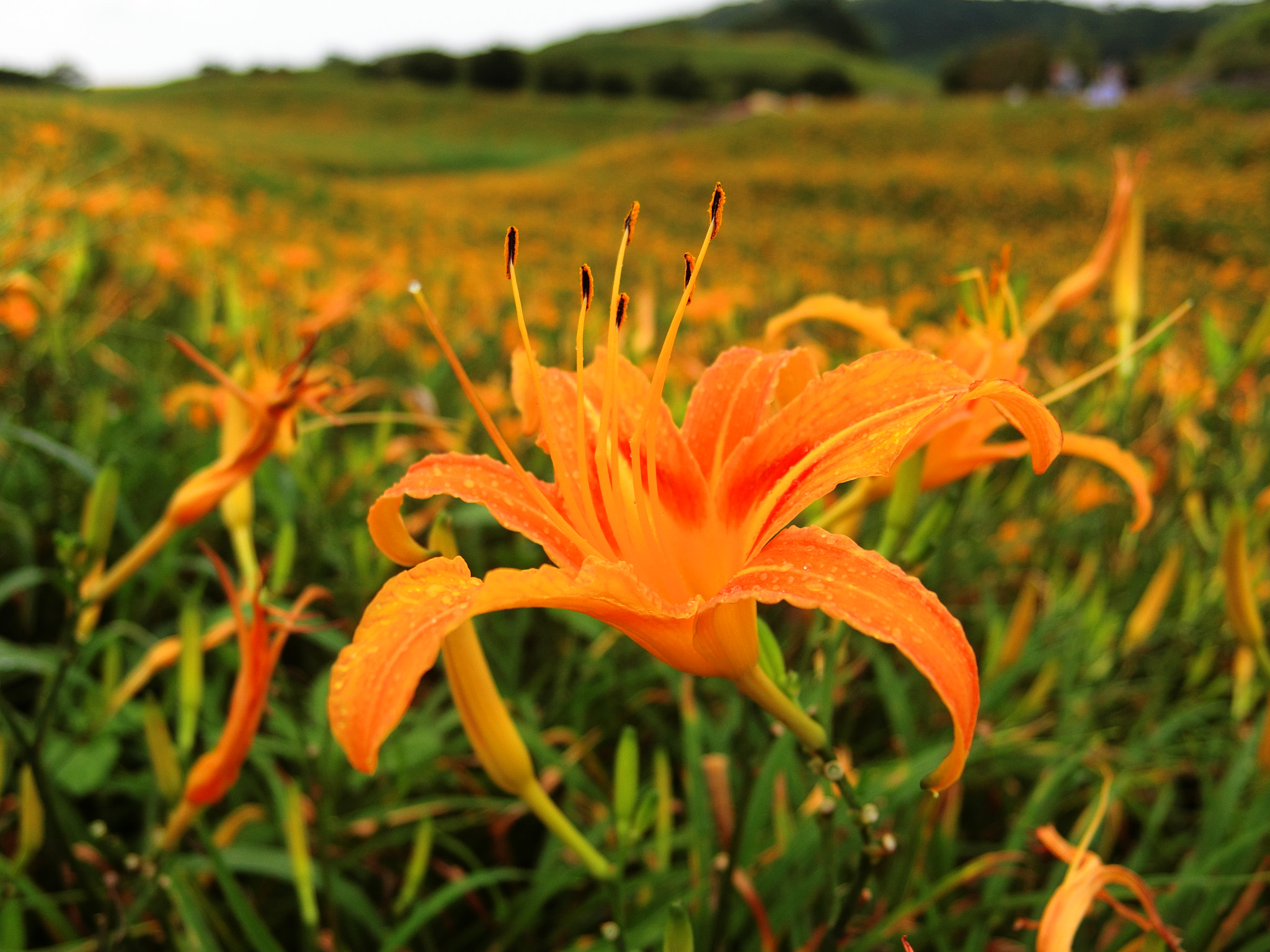 CASIO EX-10 sample photo. Orange daylily photography