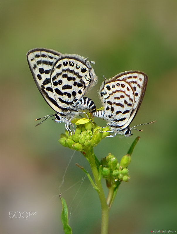 Nikon D7000 + Sigma 24-105mm F4 DG OS HSM Art sample photo. Balkan kaplanı photography