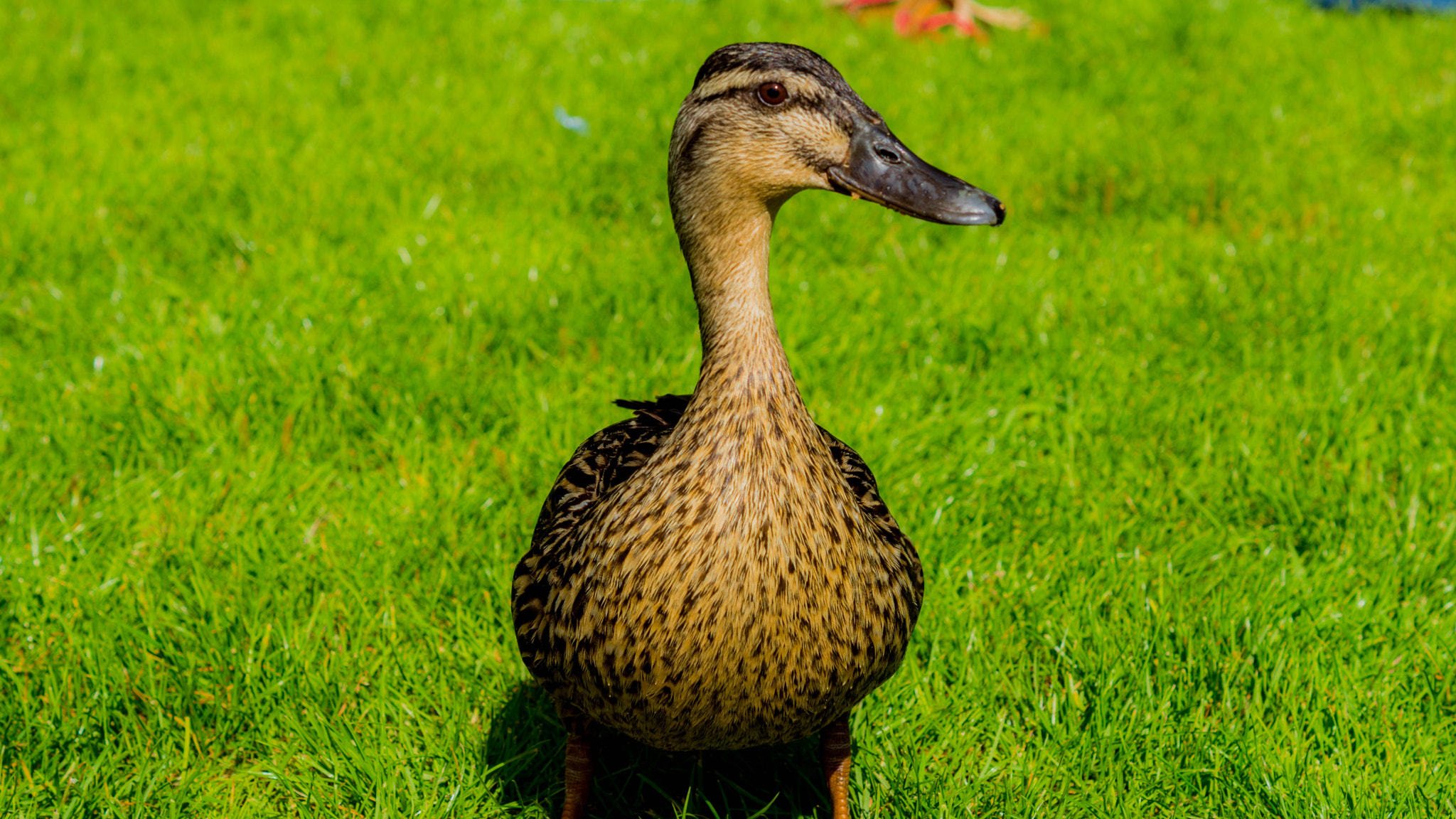 Sony SLT-A68 + Sony DT 50mm F1.8 SAM sample photo. A female mallard photography