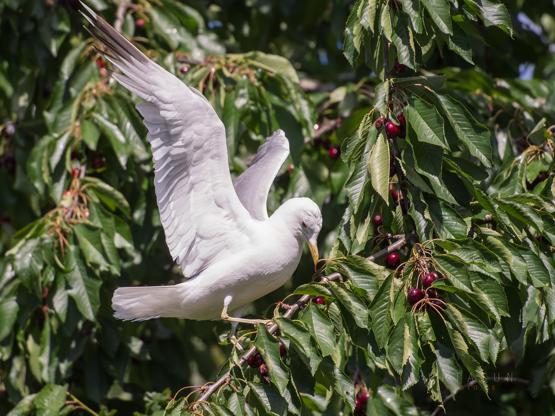 Olympus OM-D E-M5 sample photo. Cherry picker photography