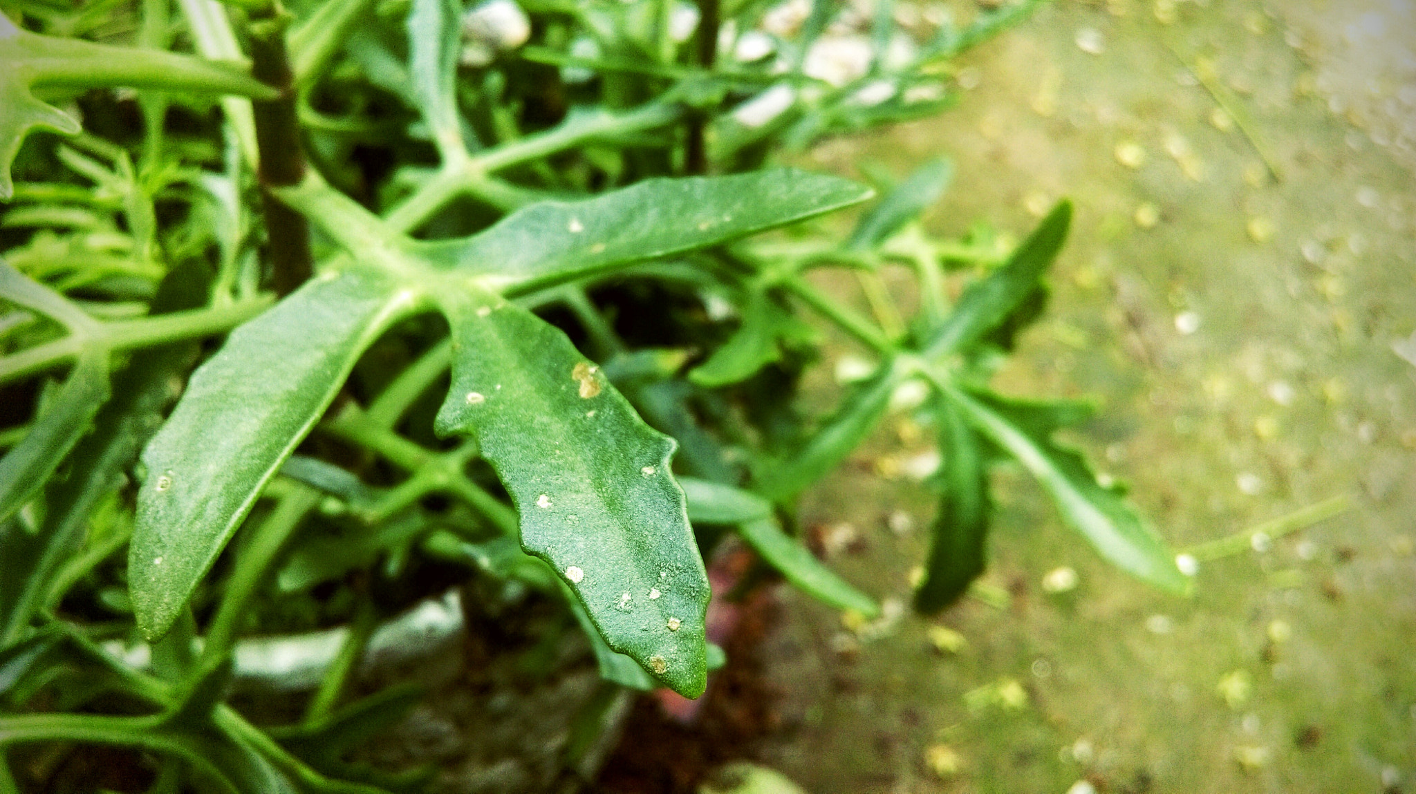 HTC DESIRE 820 DUAL SIM sample photo. Alive is green photography