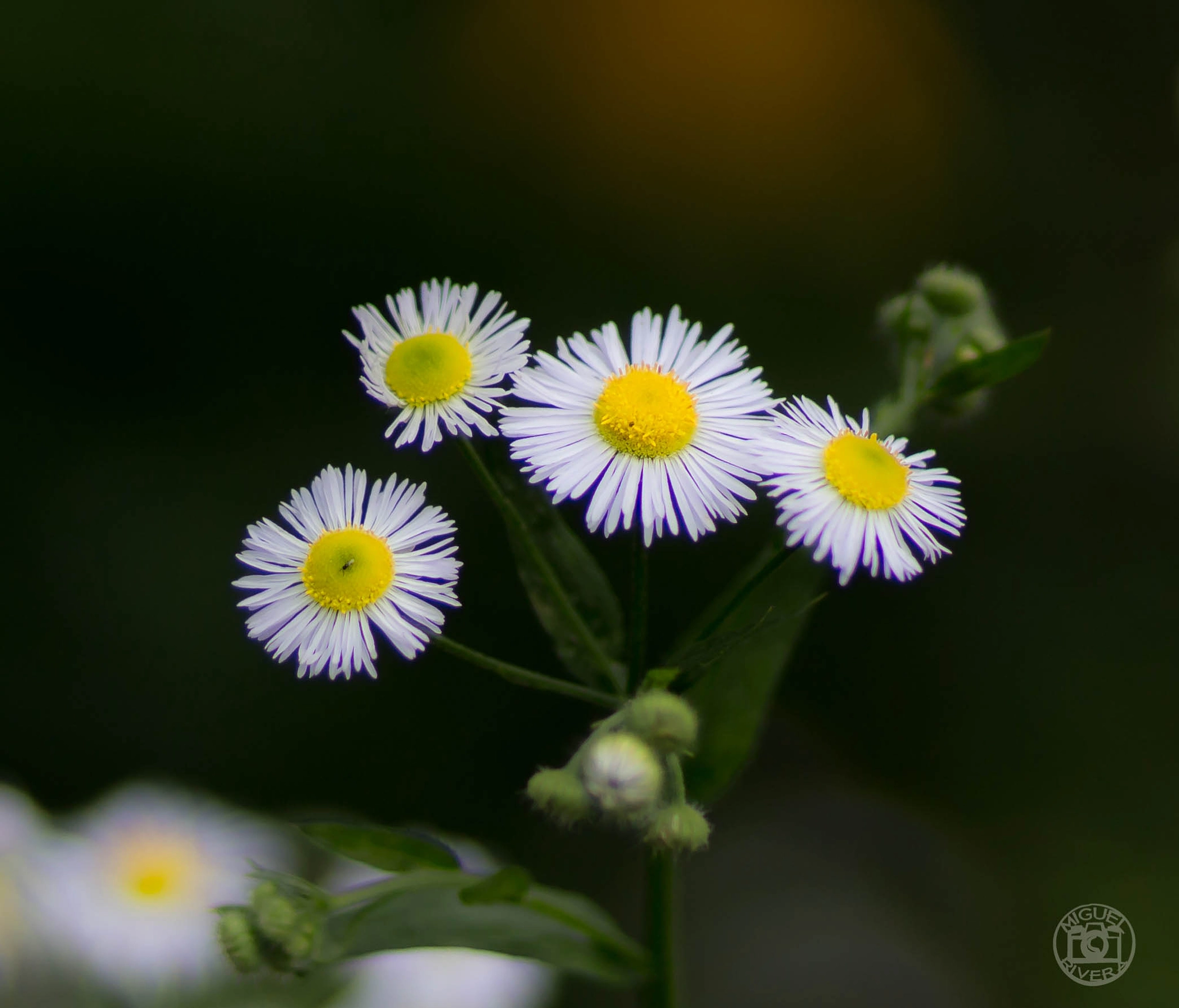 Canon EOS 100D (EOS Rebel SL1 / EOS Kiss X7) sample photo. Flowers photography