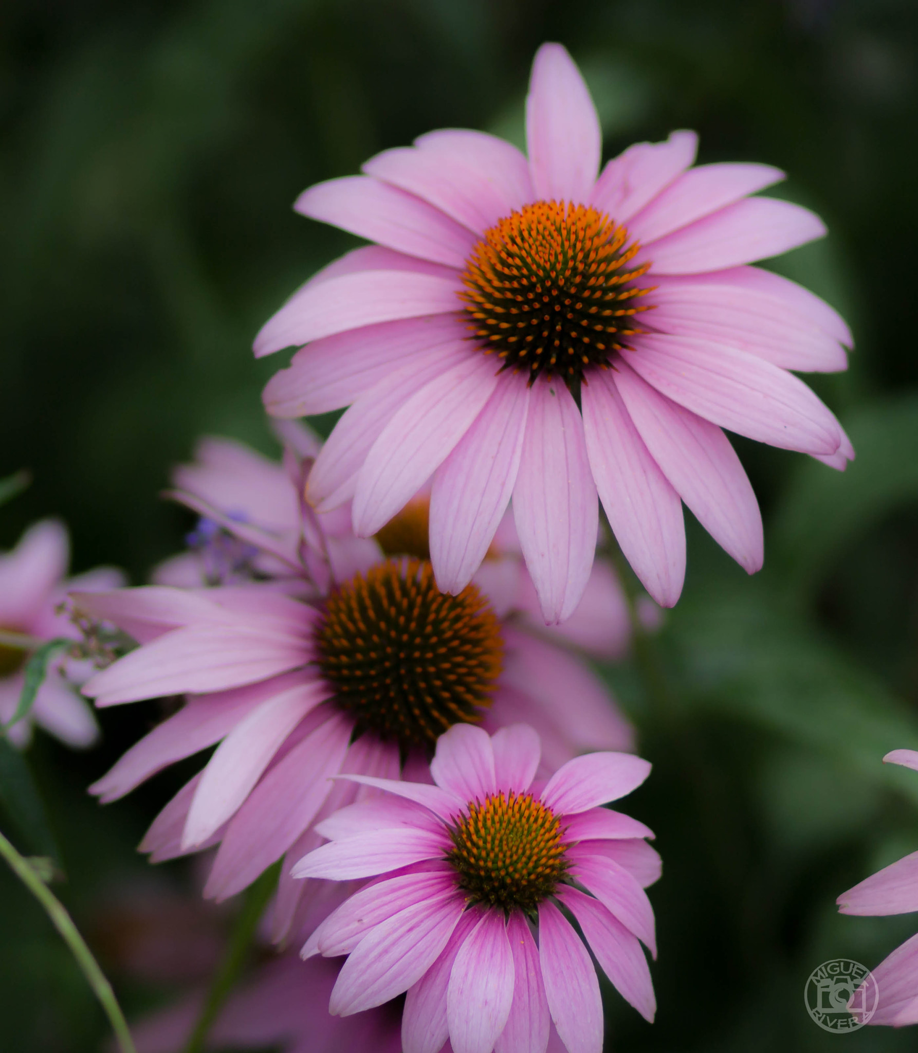Canon EOS 100D (EOS Rebel SL1 / EOS Kiss X7) sample photo. Flowers photography