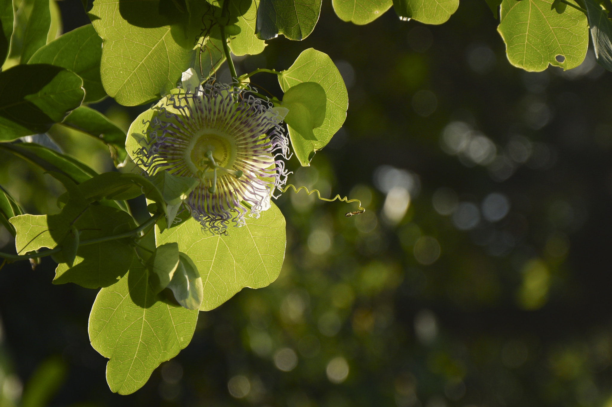 Nikon D5300 + Sigma 35mm F1.4 DG HSM Art sample photo. Iluminada entre as folhas photography