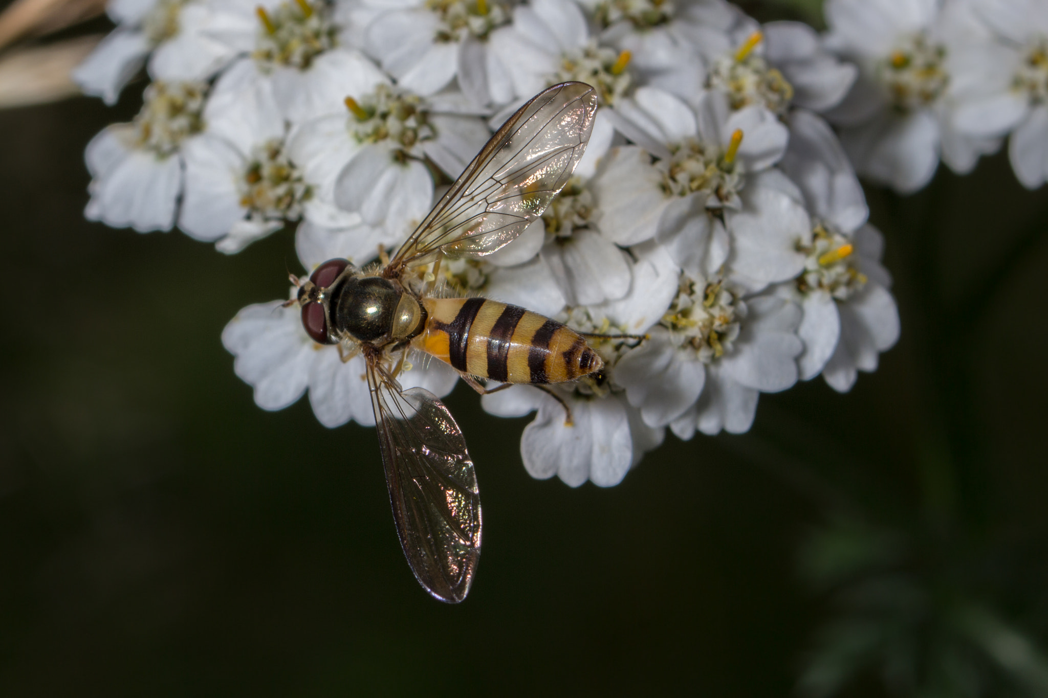 Canon EF 35-70mm f/3.5-4.5A sample photo. Macro 2 photography