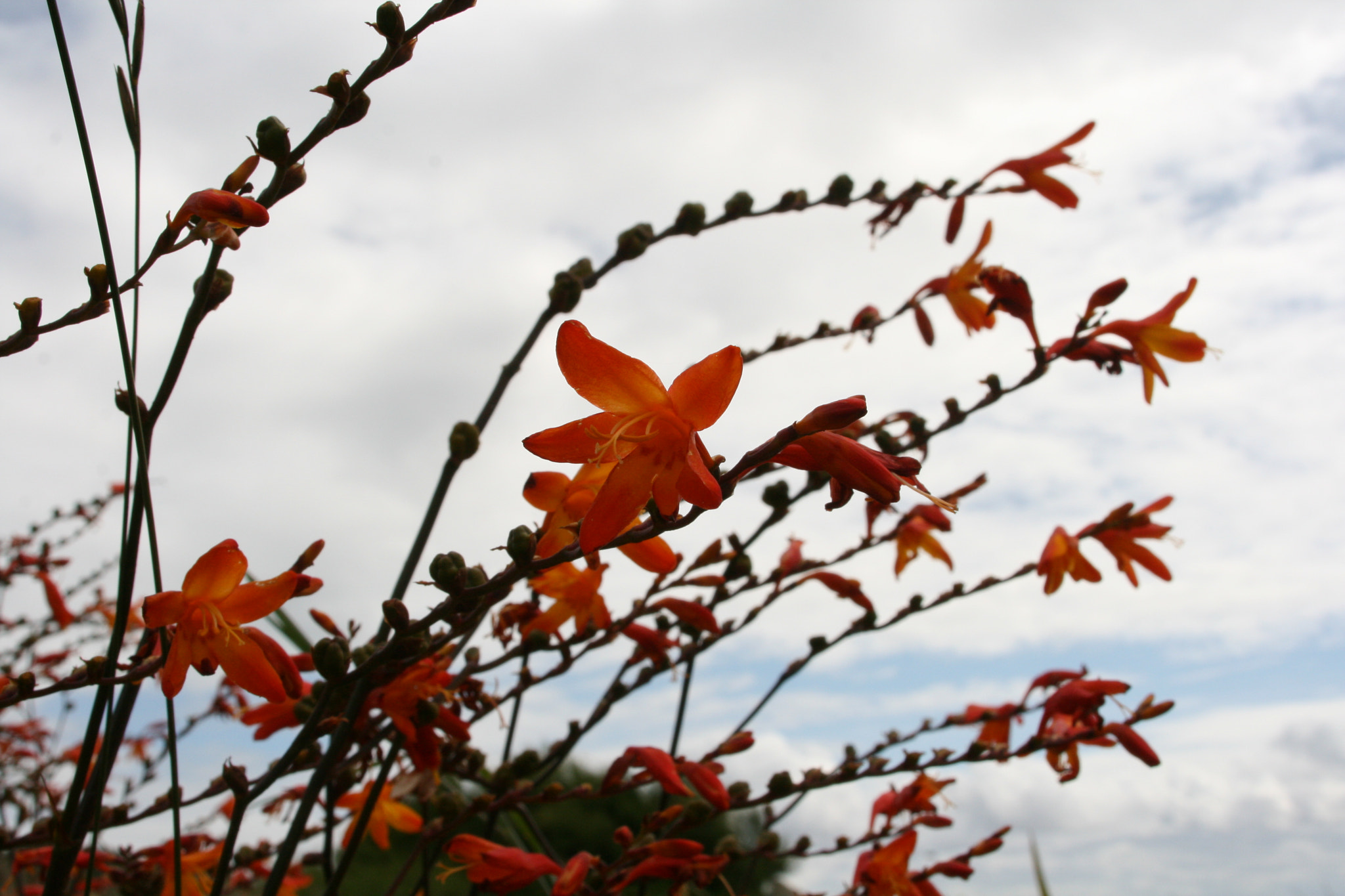 Sigma 18-50mm f/3.5-5.6 DC sample photo. Fleurs sauvages photography