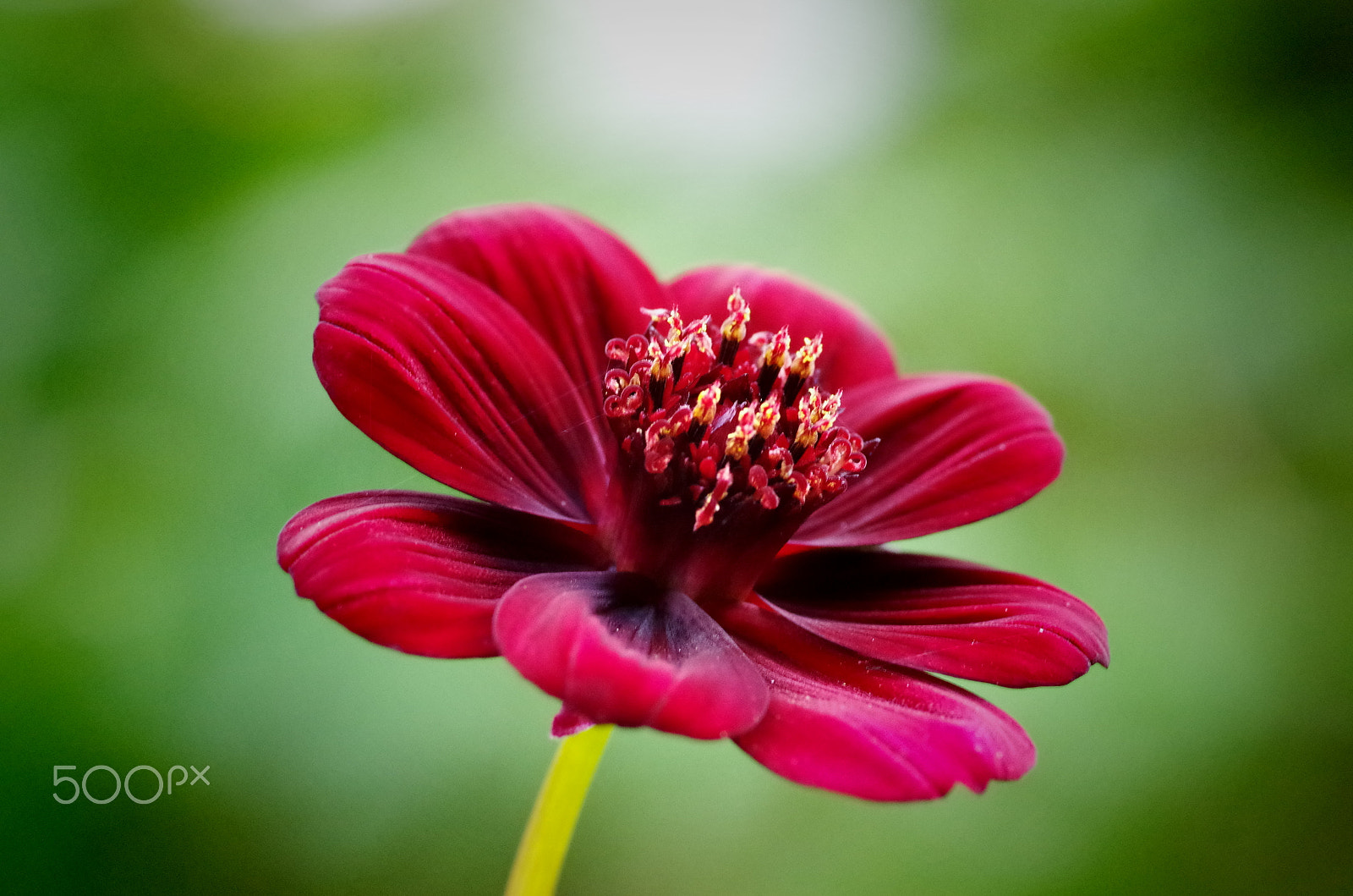 Pentax smc D-FA 100mm F2.8 Macro WR sample photo. Cosmos atrosanguineus　チョコレート コスモス photography