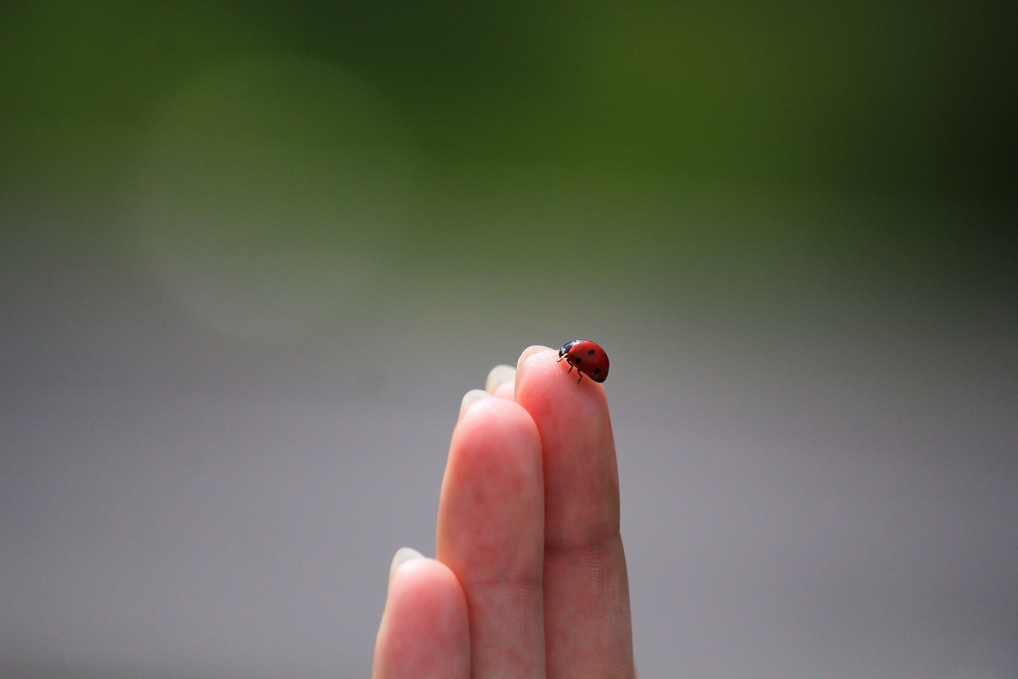 Canon EOS 550D (EOS Rebel T2i / EOS Kiss X4) sample photo. Lady-bug photography