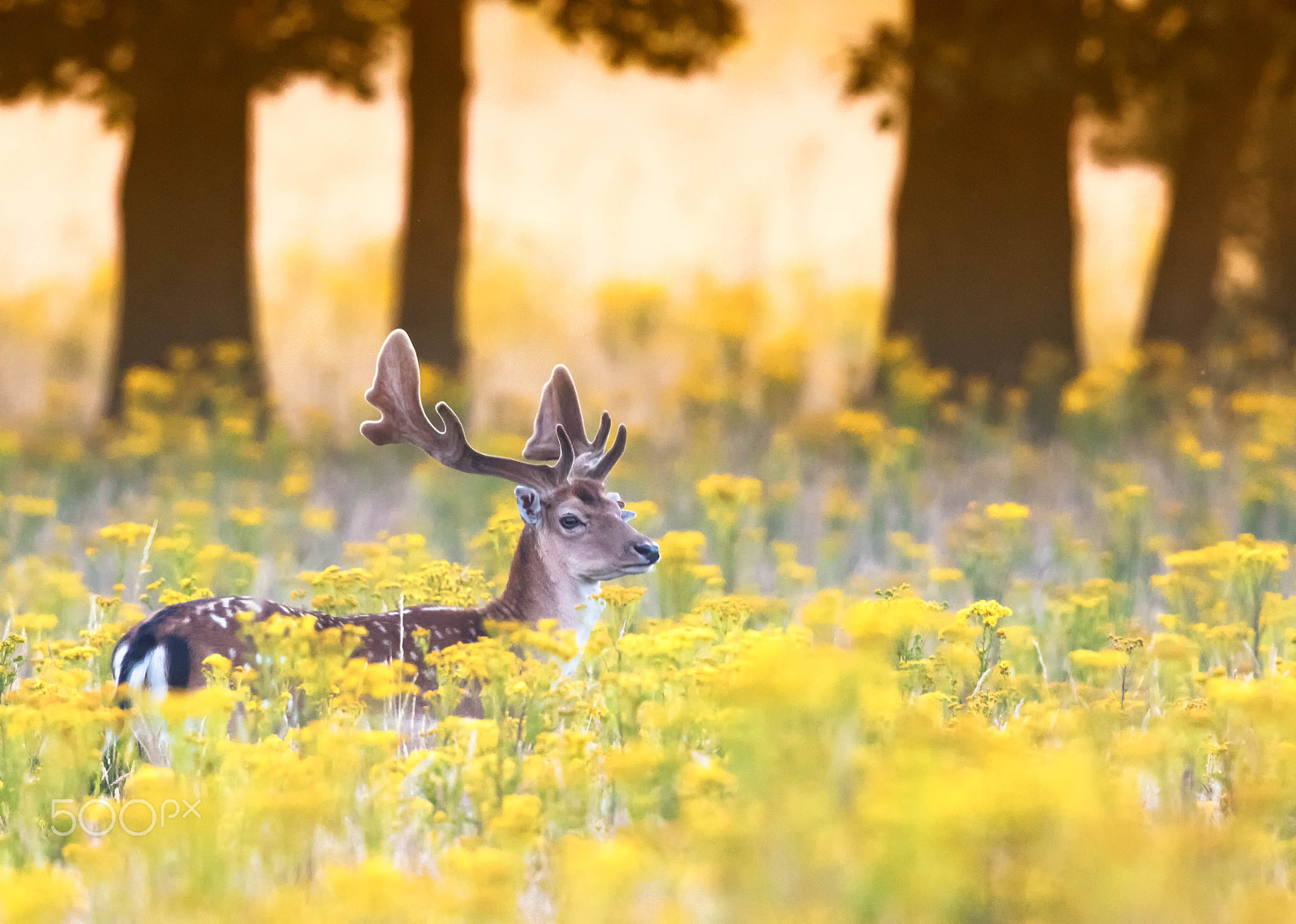 Canon EF 300mm F2.8L IS II USM sample photo. Fallow deer stag photography