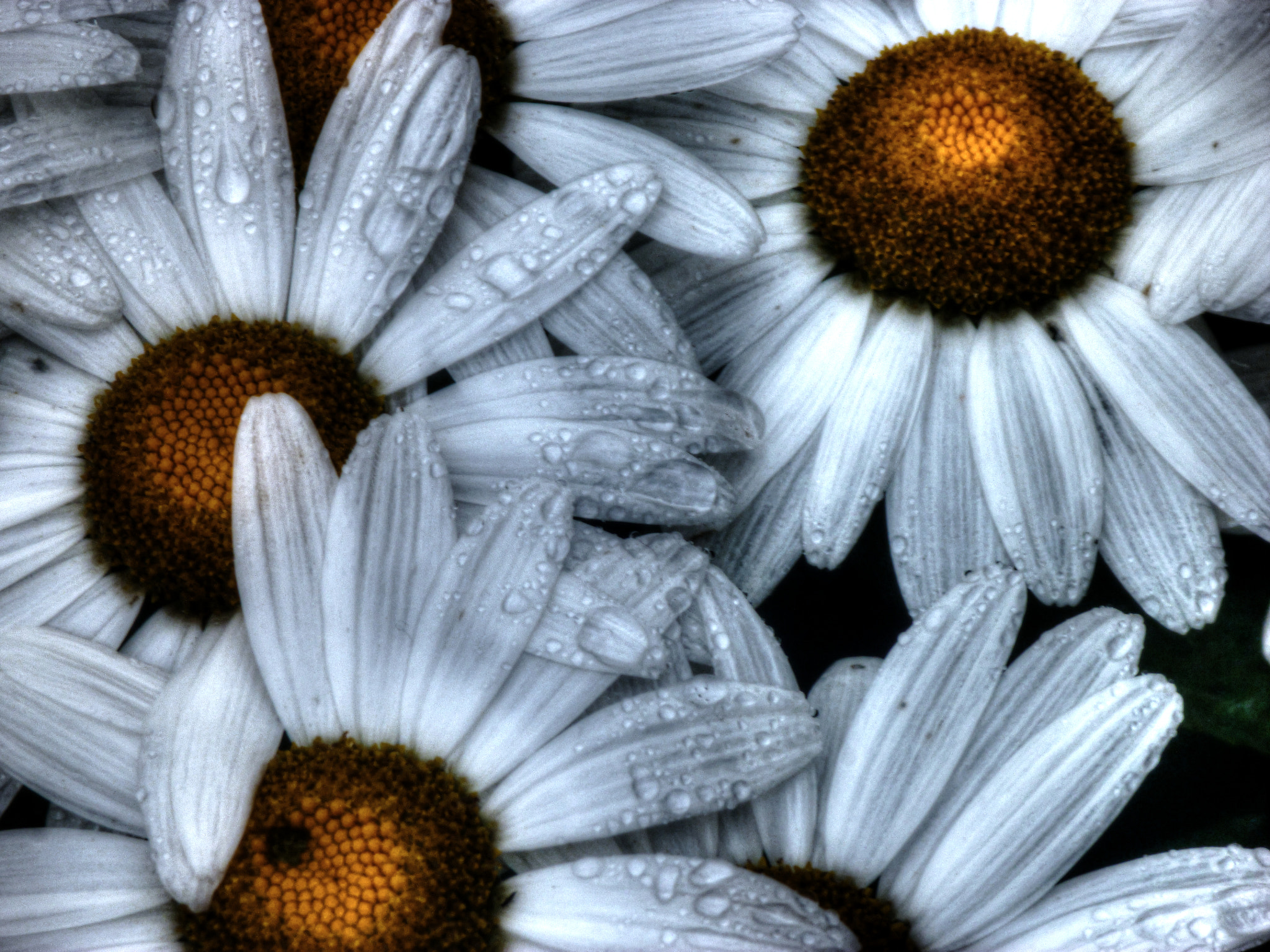 Panasonic DMC-TS2 sample photo. Daisies after the rain photography