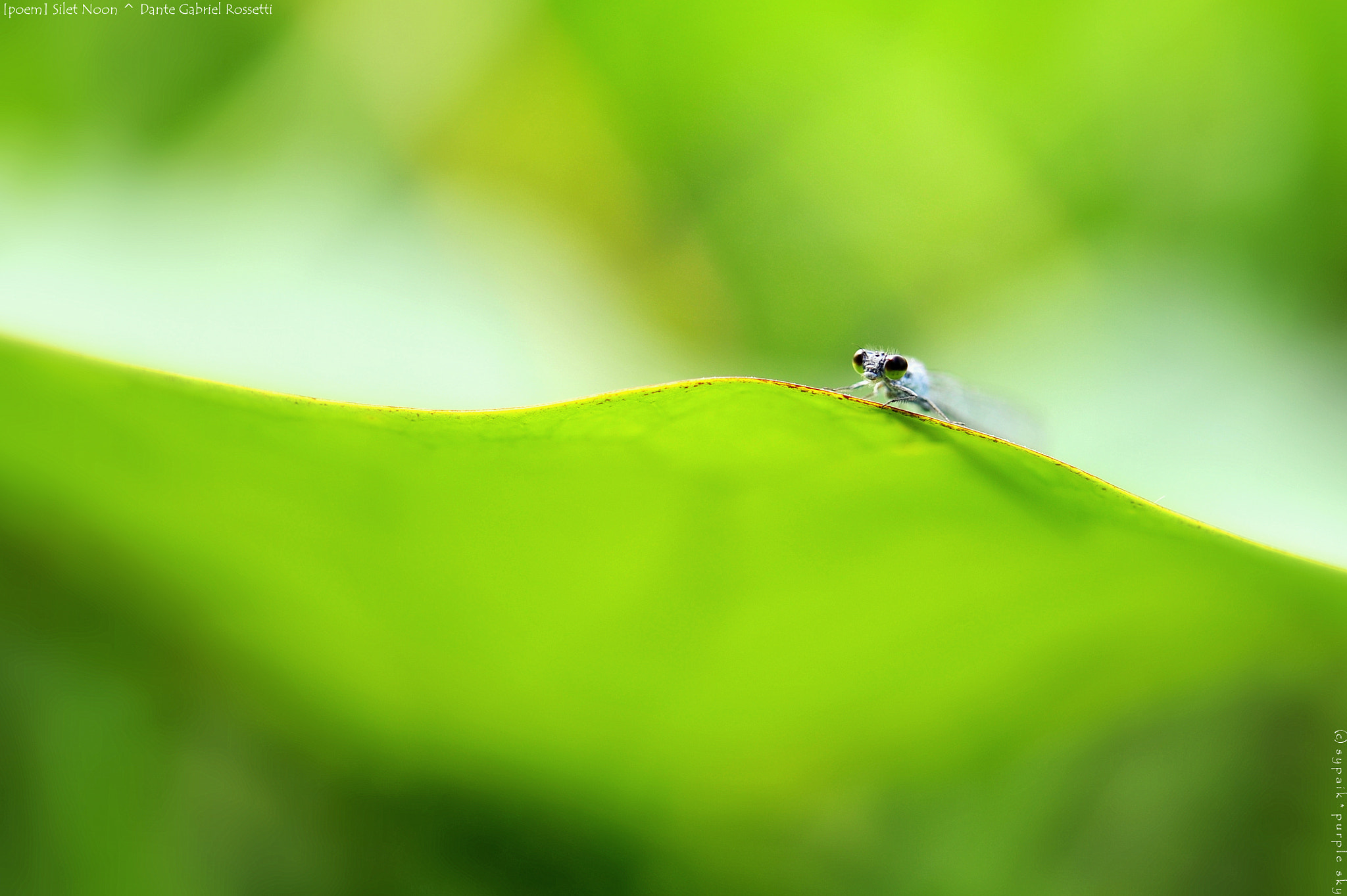 Nikon AF-S Micro-Nikkor 60mm F2.8G ED sample photo. Silent noon photography