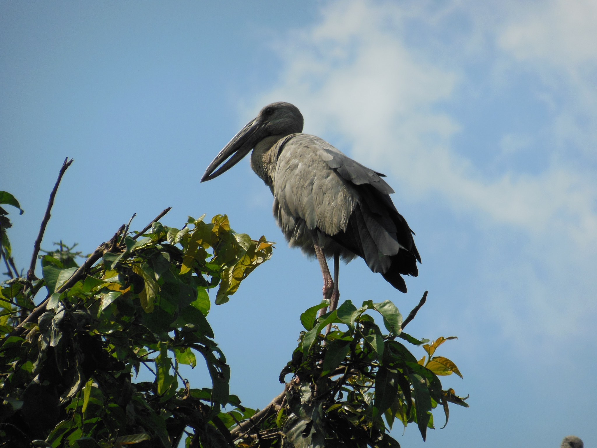 Nikon COOLPIX S9200 sample photo. Open bill stork photography