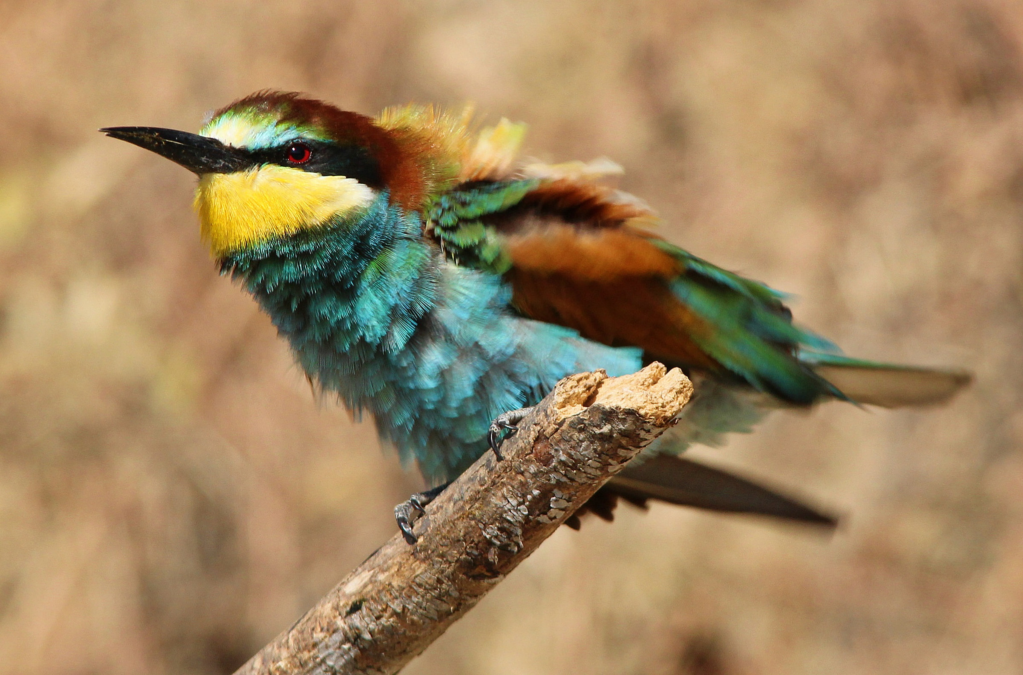 Sigma 150-500mm F5-6.3 DG OS HSM sample photo. Bee eater,gruccione photography