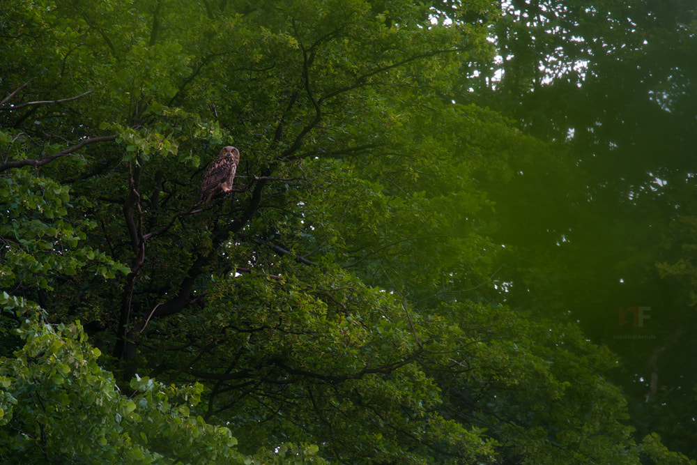 Nikon AF-S Nikkor 400mm F2.8G ED VR II sample photo. Like a boss photography