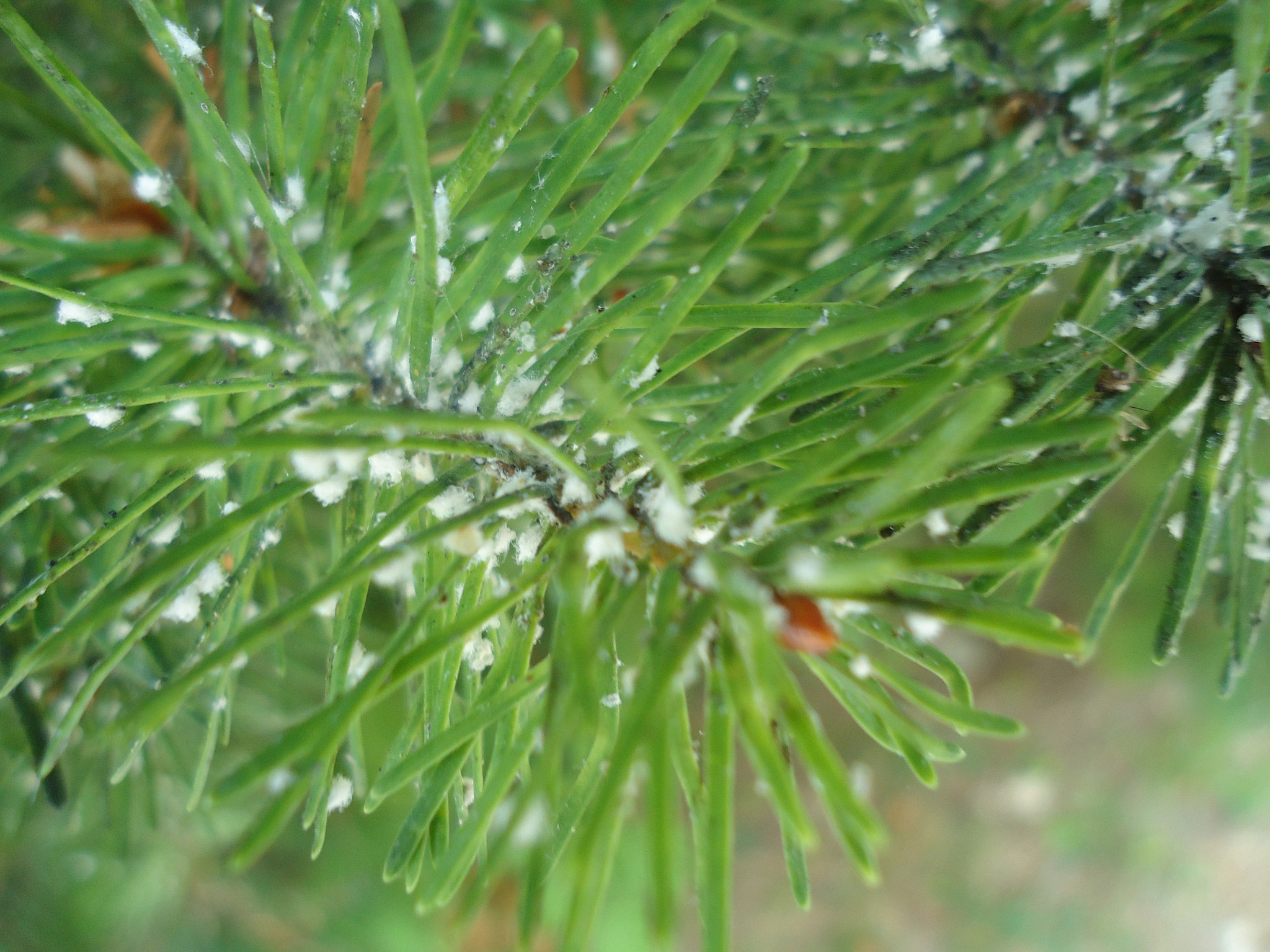 Sony Cyber-shot DSC-W330 sample photo. It's beginning to look a lot like christmas photography