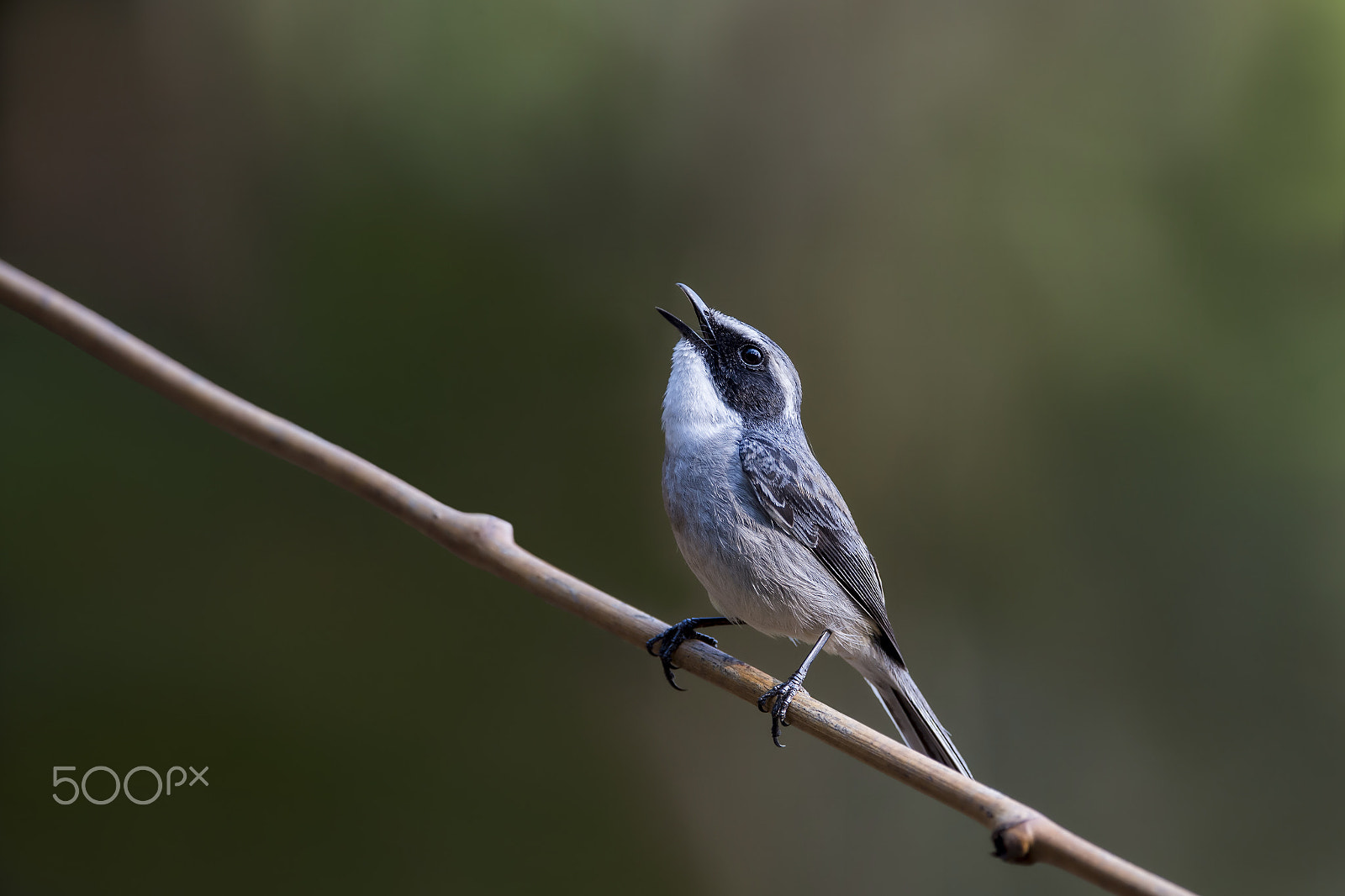 Nikon AF-S Nikkor 600mm F4E FL ED VR sample photo. Grey bush chat (m) photography