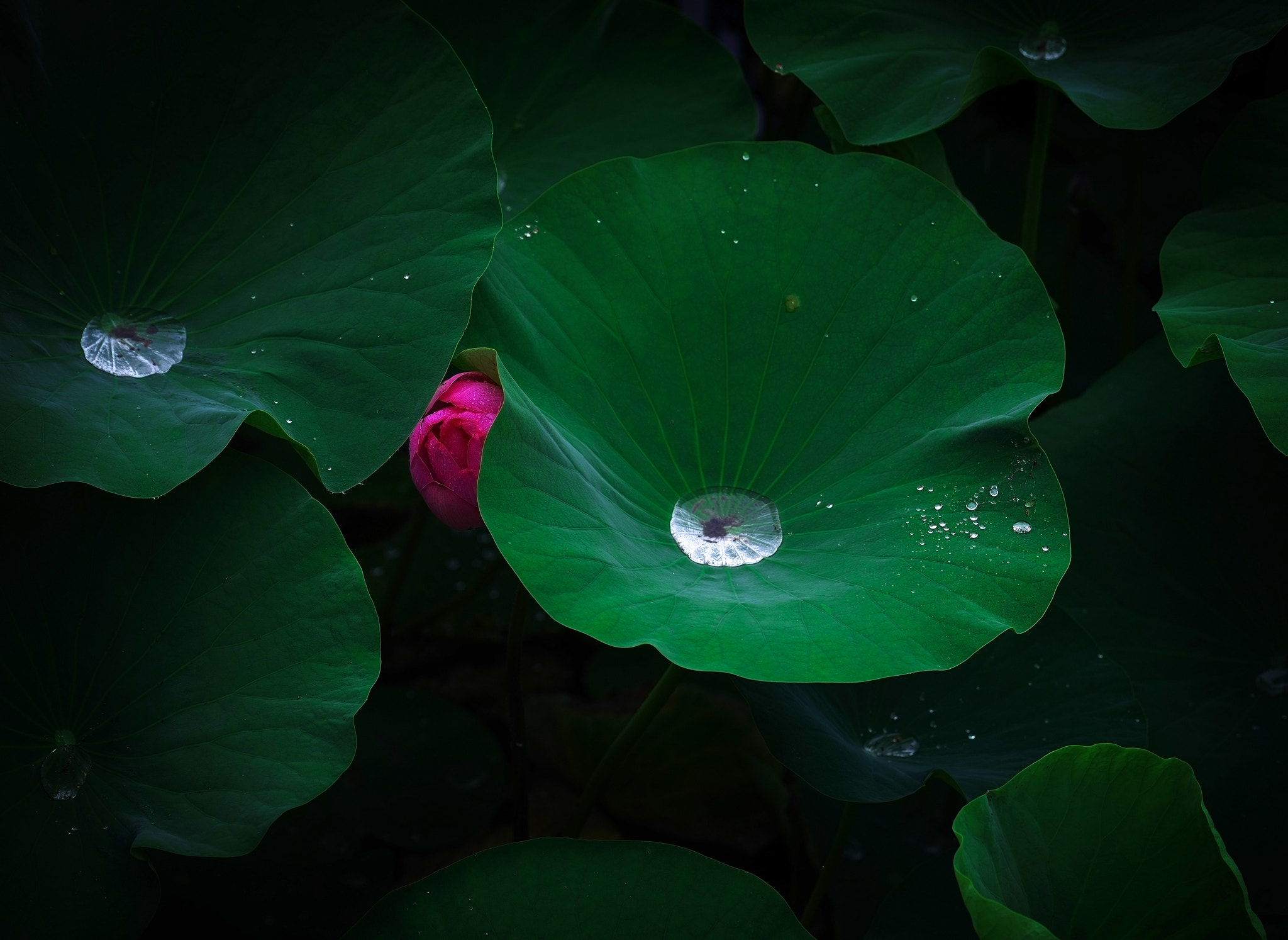 smc PENTAX-FA645 150-300mm F5.6 ED [IF] sample photo. J photography