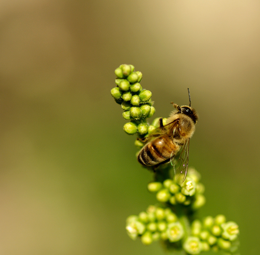 Pentax K20D sample photo. Bee photography