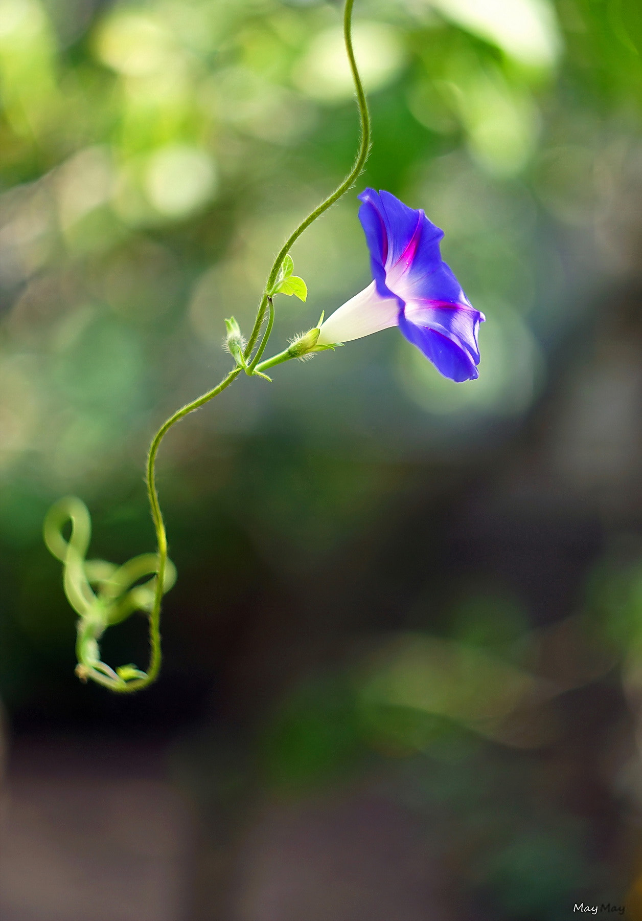 Sony SLT-A65 (SLT-A65V) + Minolta AF 50mm F1.7 sample photo. Morning-glory.. photography