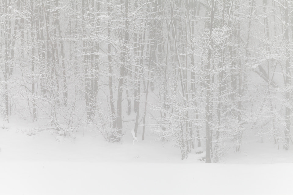 Canon EF 70-200mm F4L USM sample photo. In white photography