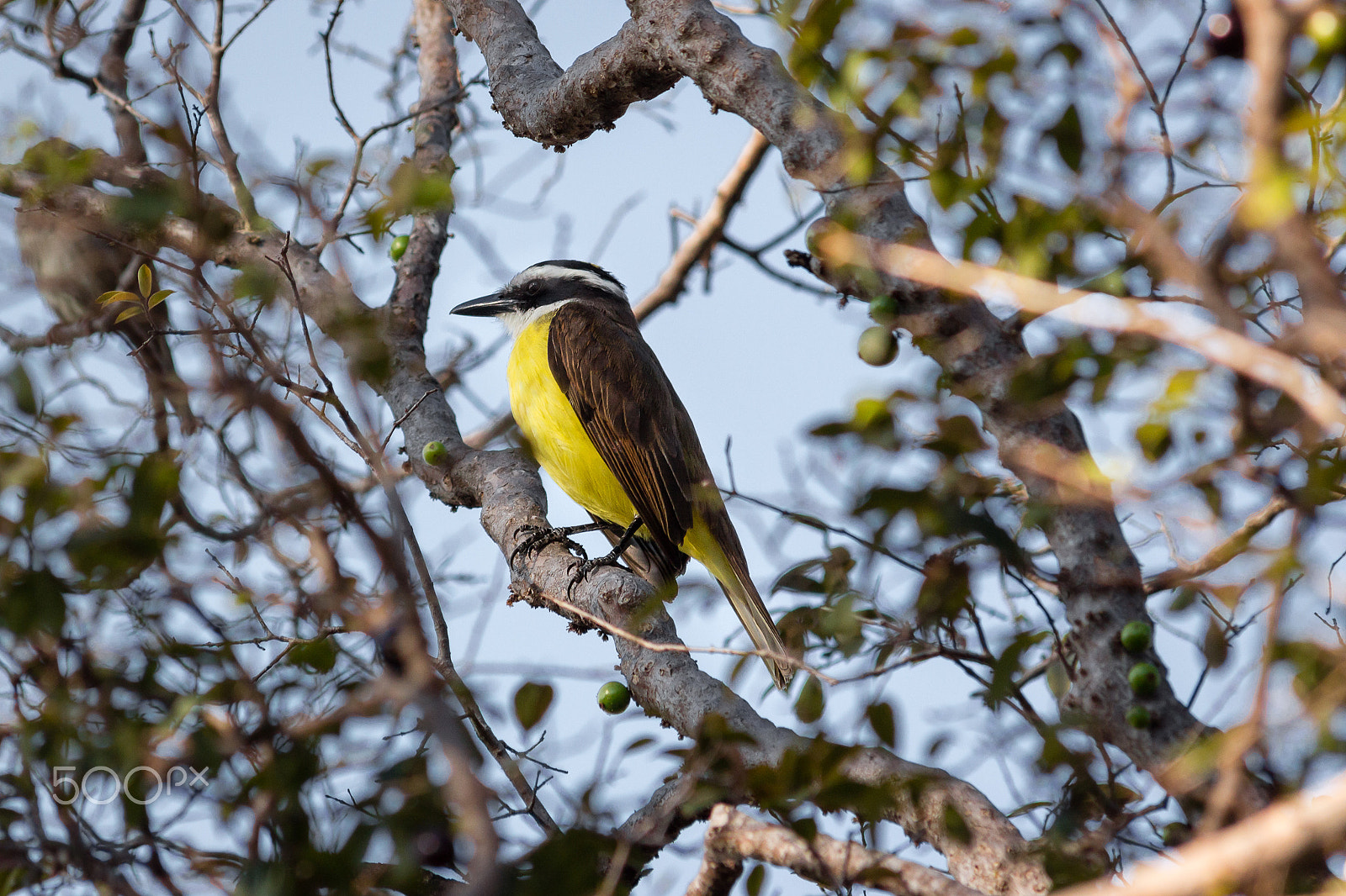 Canon EOS 650D (EOS Rebel T4i / EOS Kiss X6i) sample photo. Great kiskadee photography