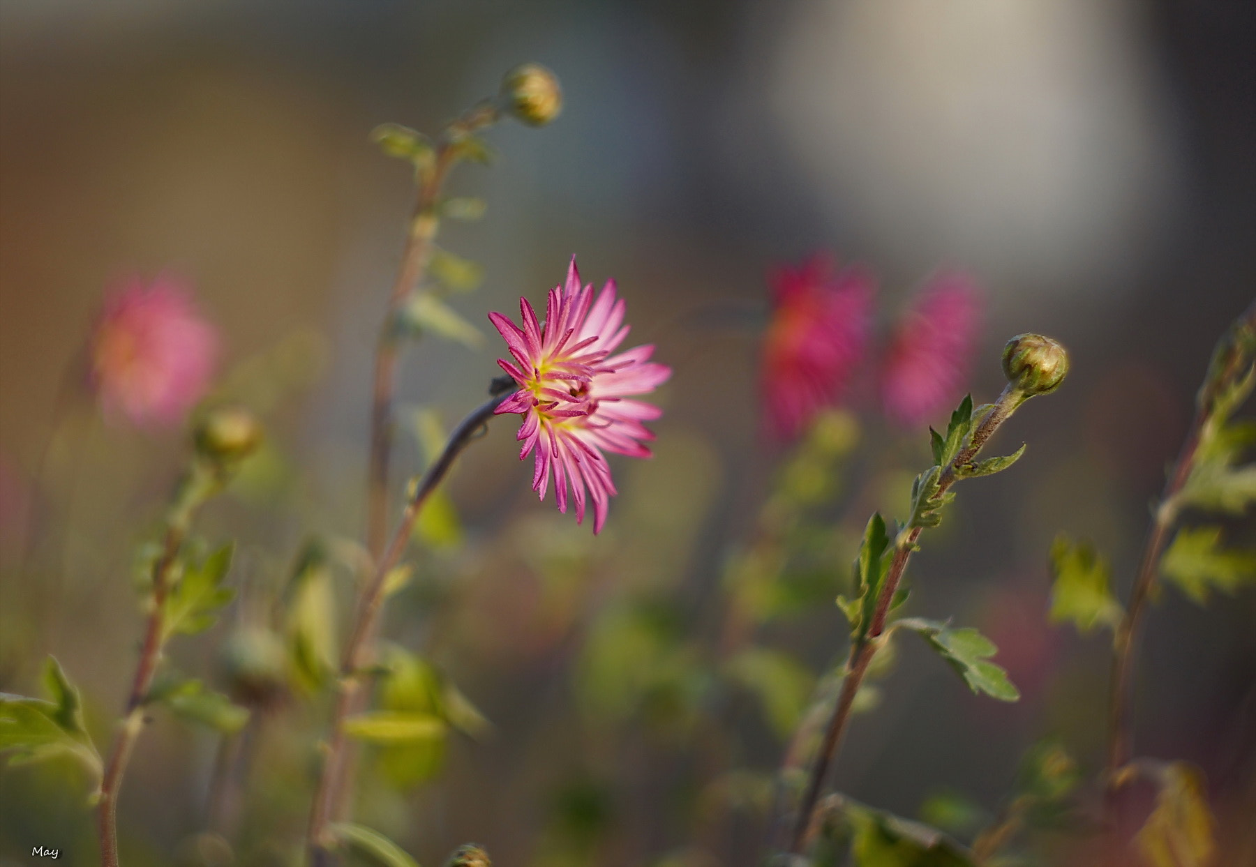 Sony SLT-A65 (SLT-A65V) + Minolta AF 50mm F1.7 sample photo. Chrysanthemum.. photography