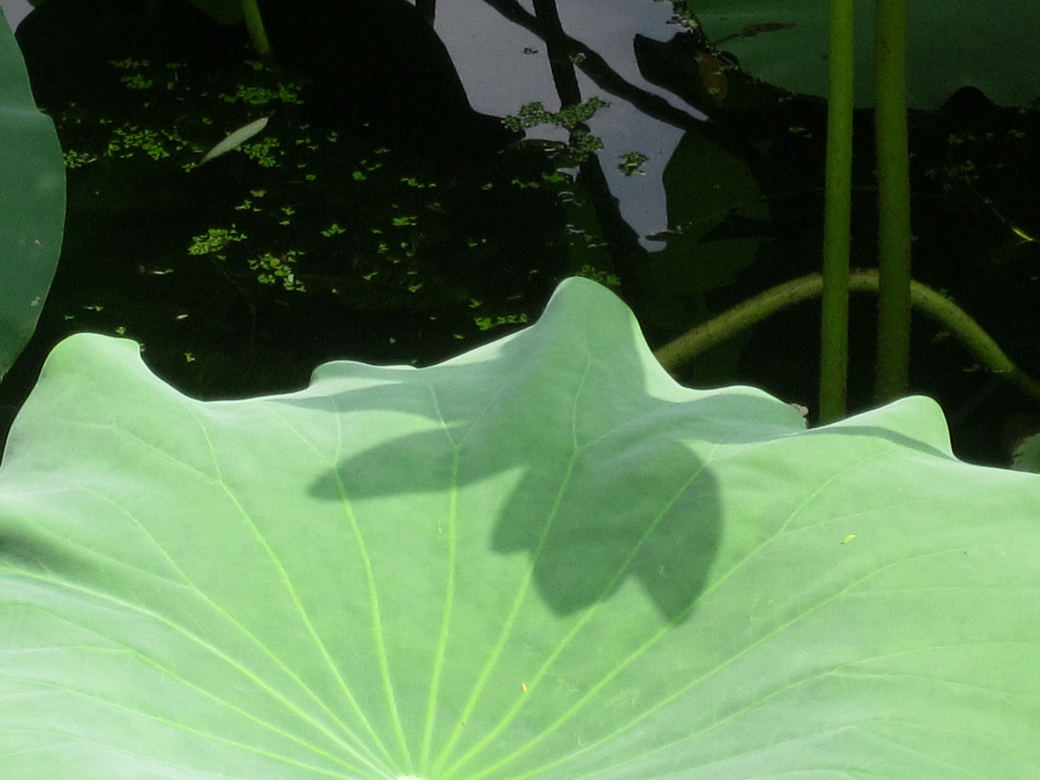 Canon PowerShot SD880 IS (Digital IXUS 870 IS / IXY Digital 920 IS) sample photo. That lotus flower! 那朵荷花！ photography
