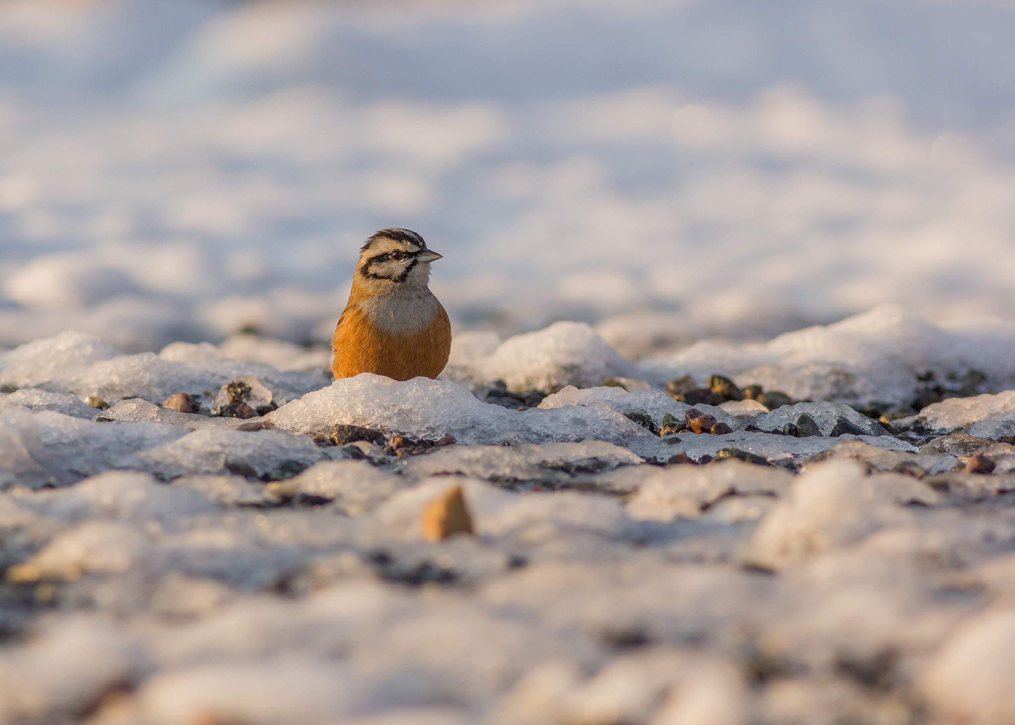 Canon EOS 550D (EOS Rebel T2i / EOS Kiss X4) + Canon EF 400mm F5.6L USM sample photo. Rock bunting photography