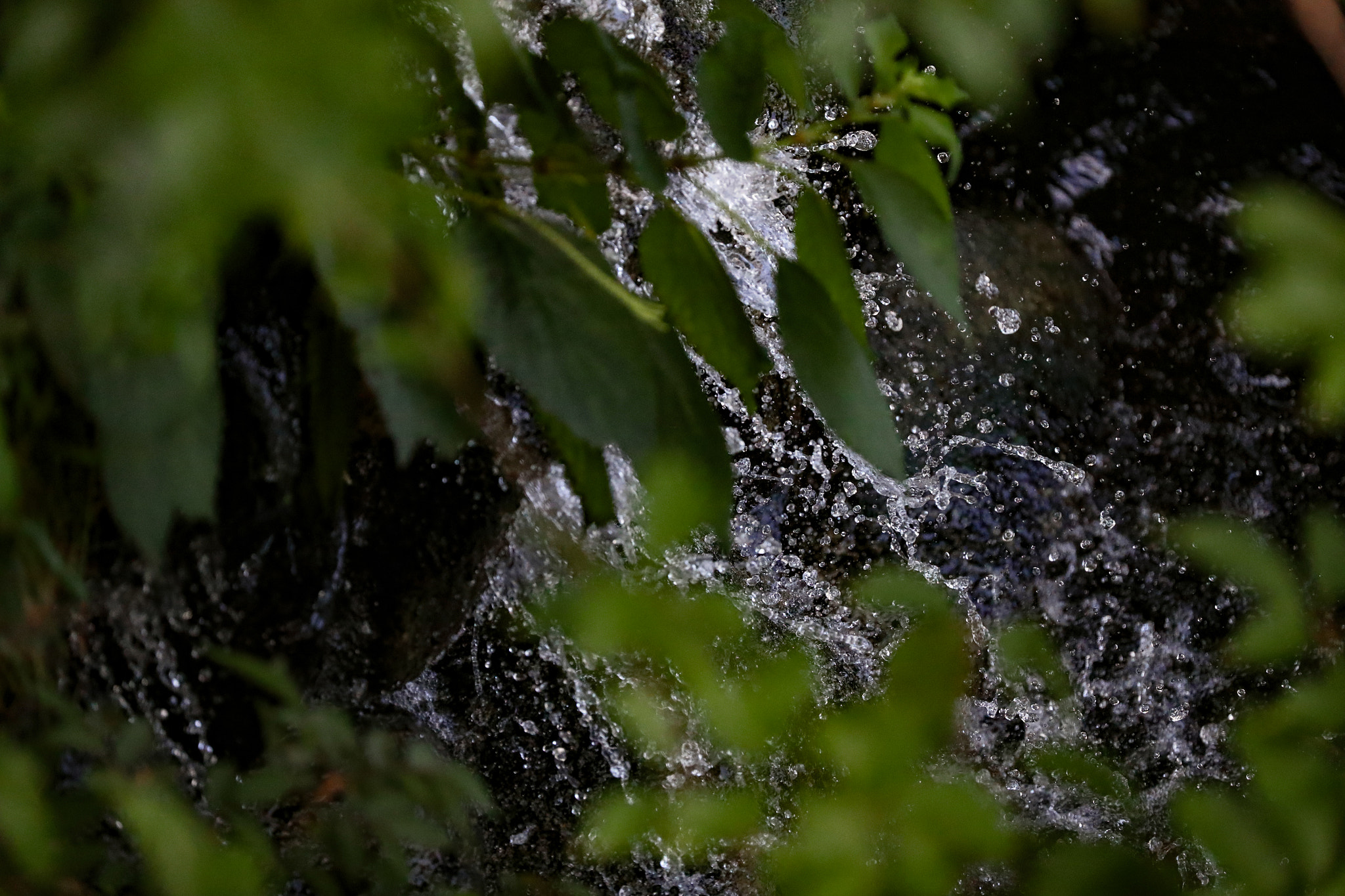 Canon EF 200-400mm F4L IS USM Extender 1.4x sample photo. 葉陰の涼 photography