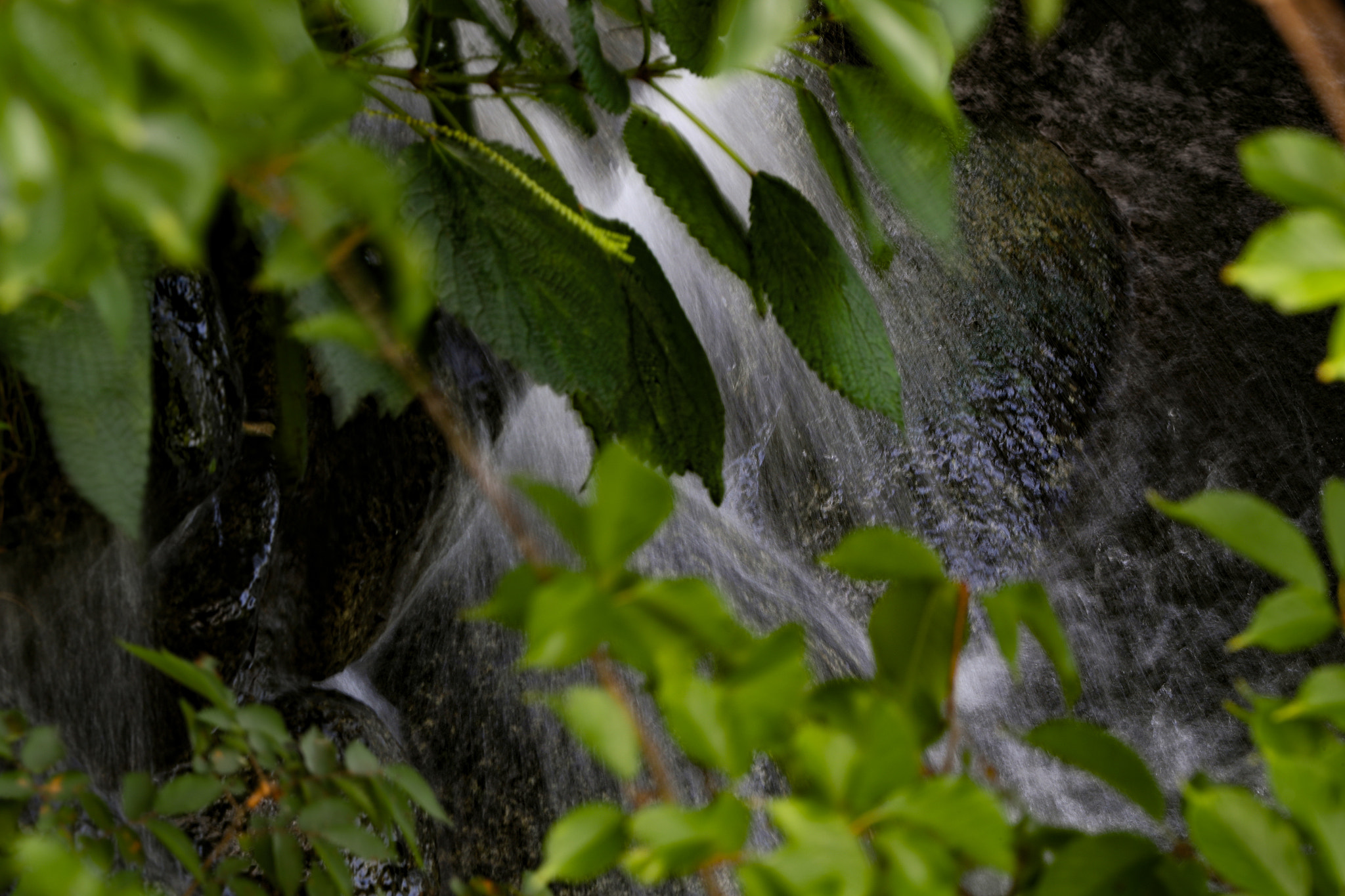 Canon EF 200-400mm F4L IS USM Extender 1.4x sample photo. 葉陰に、流水 photography