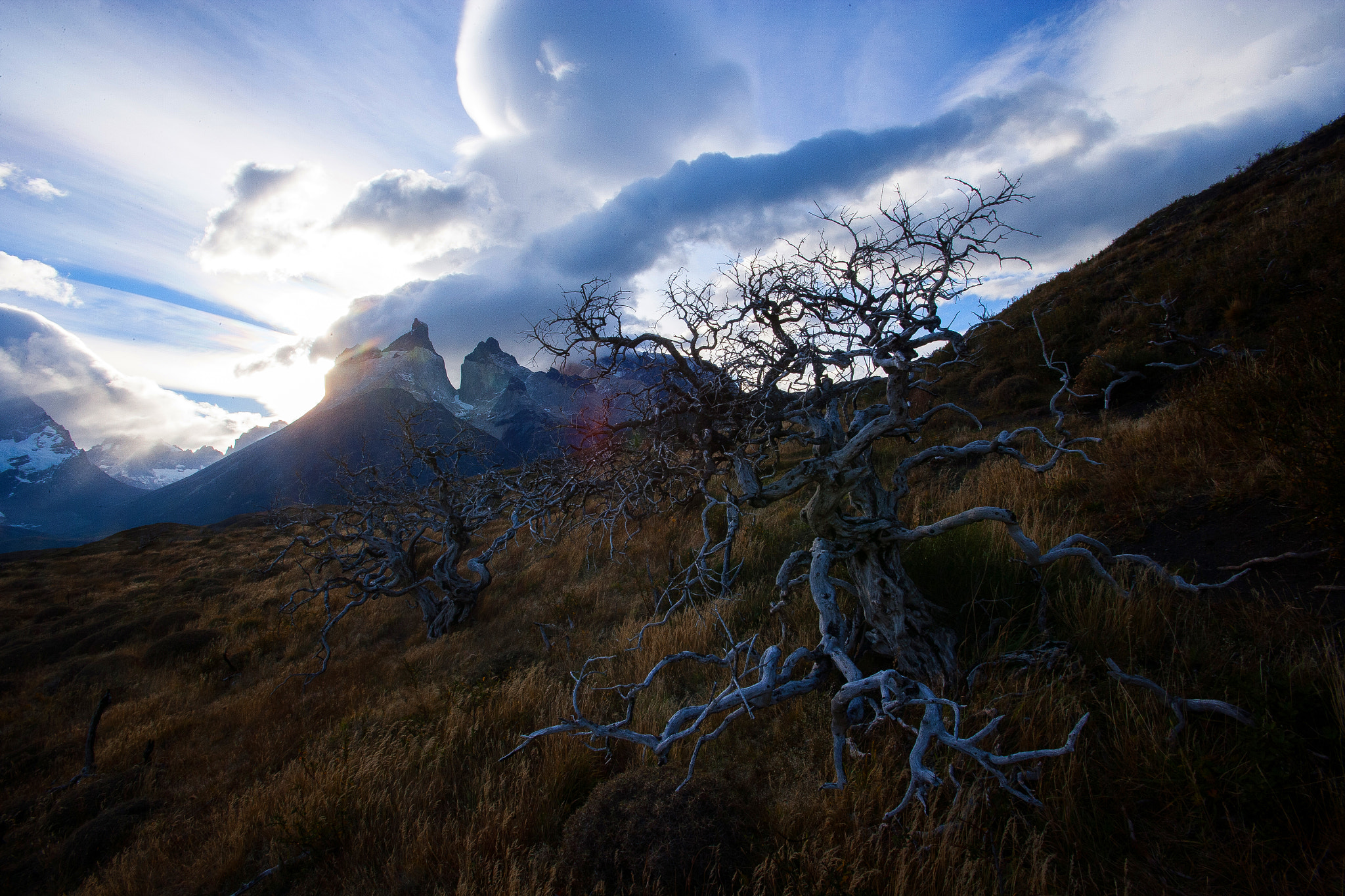 Canon EF 16-35mm F2.8L USM sample photo. Arboles con daño de fuego photography