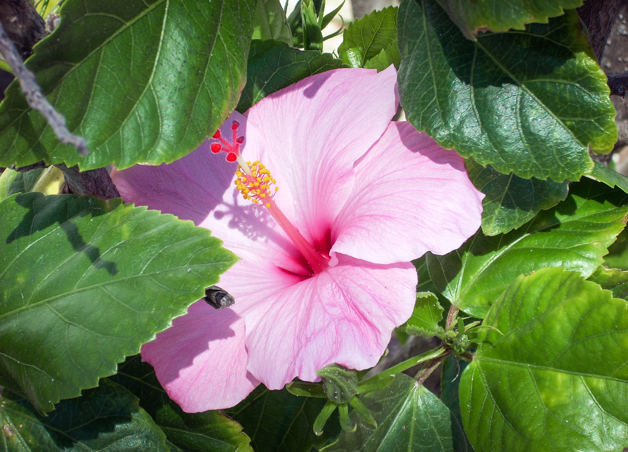 Nikon COOLPIX L11 sample photo. Hiding hibiscus photography