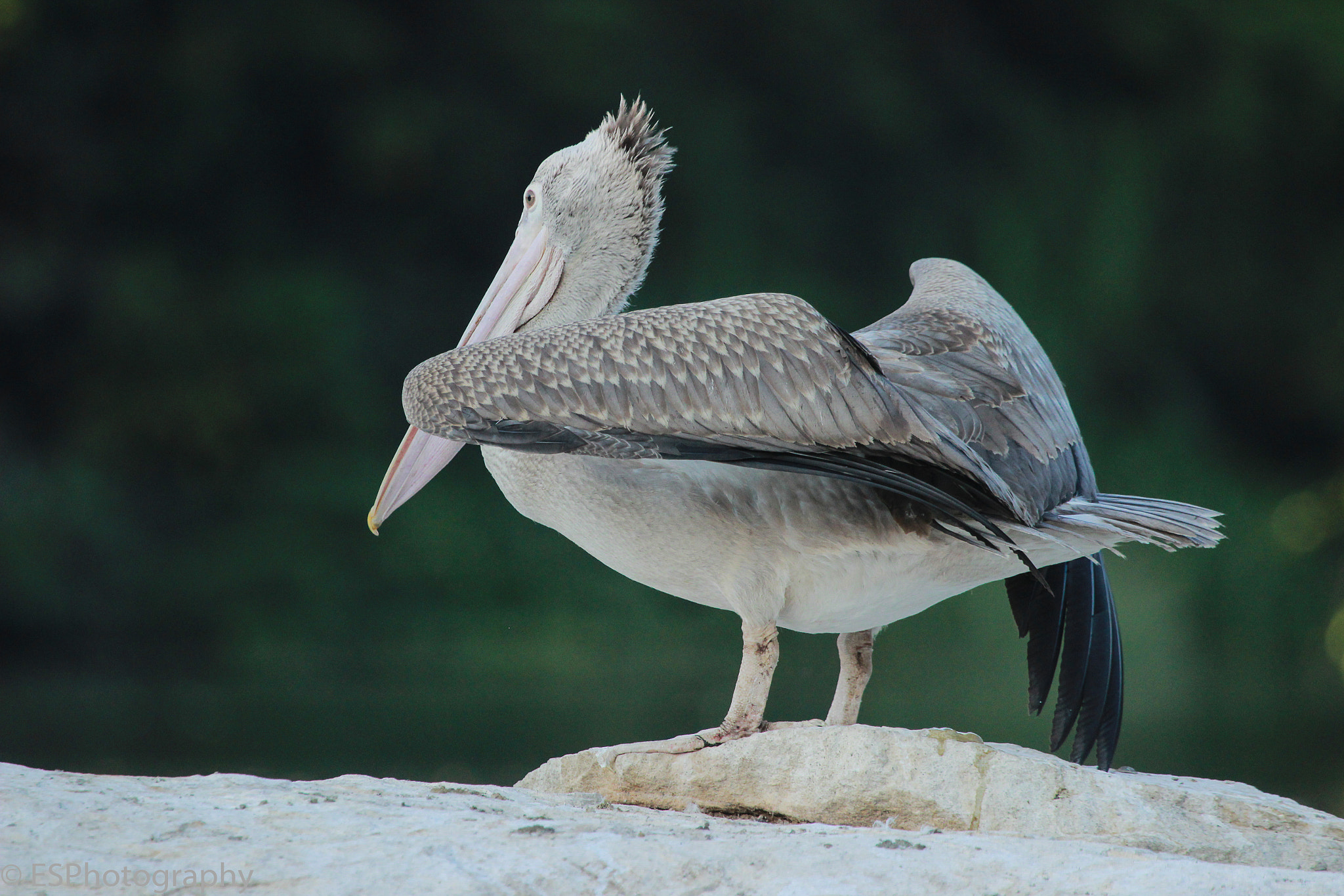 Canon EF 100-400mm F4.5-5.6L IS USM sample photo. Pelican photography