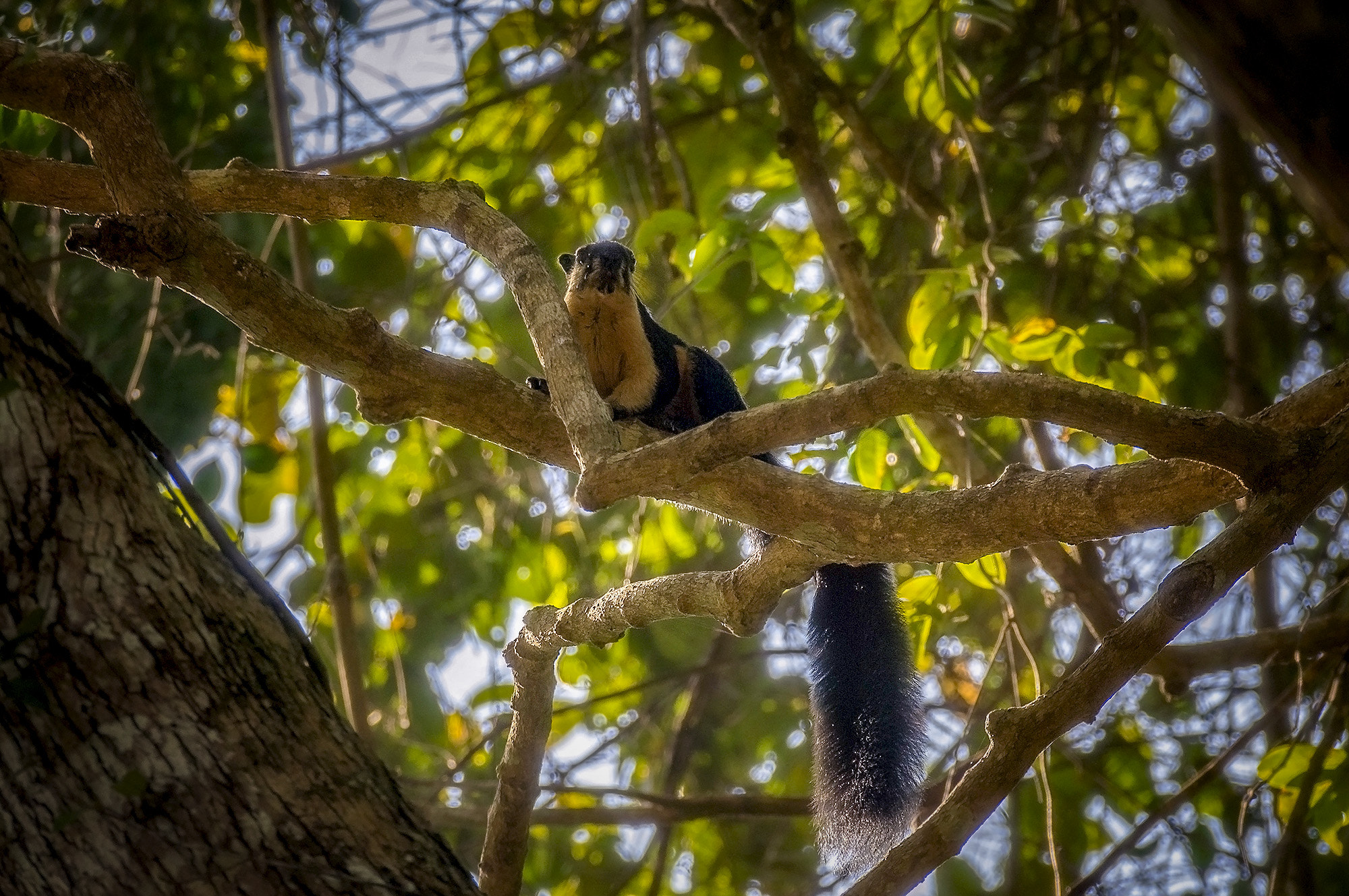 Sony 70-300mm F4.5-5.6 G SSM sample photo. Black giant squirrel photography