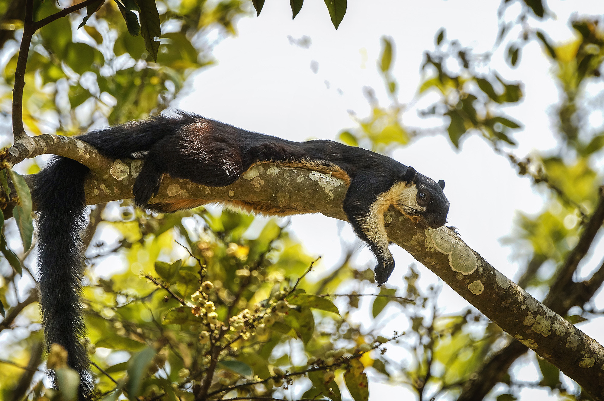 Sony SLT-A57 + Sony 70-400mm F4-5.6 G SSM sample photo. Black giant squirrel photography