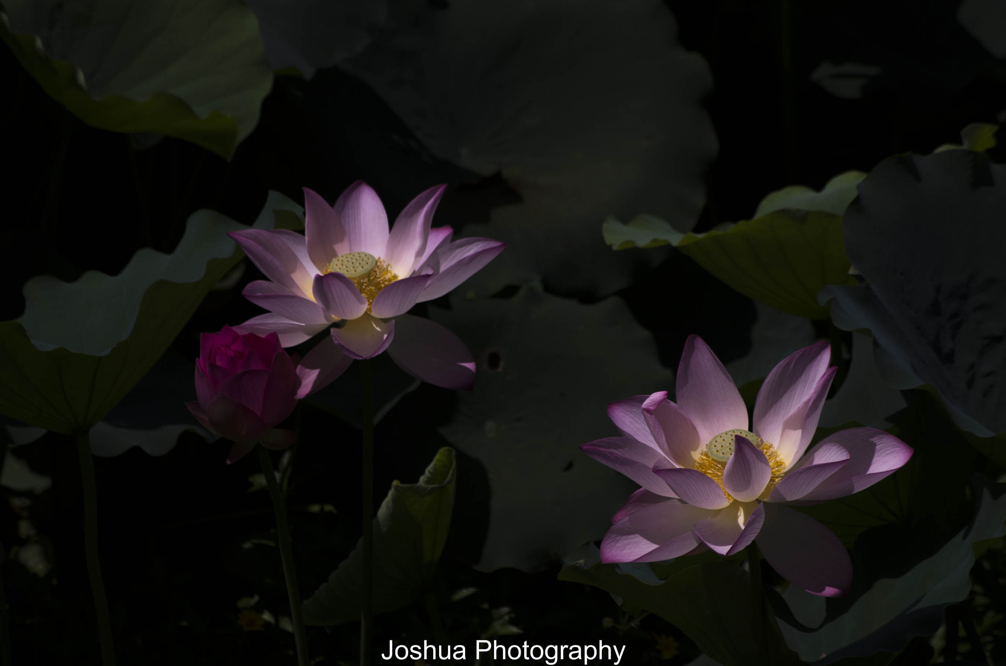 Pentax smc DA 50-200mm F4-5.6 ED sample photo. _igp2292.jpg photography