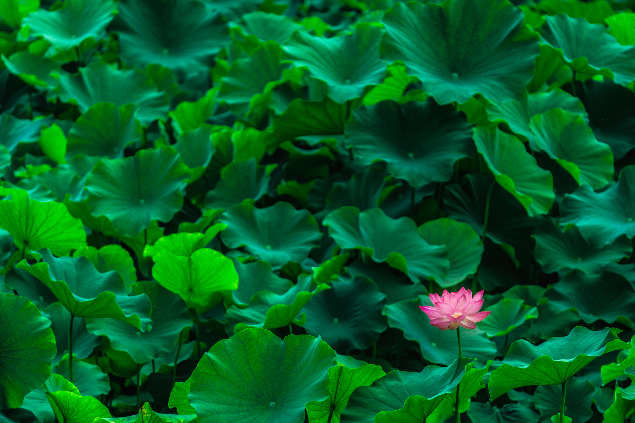 Sony 70-300mm F4.5-5.6 G SSM sample photo. In the lotus field photography