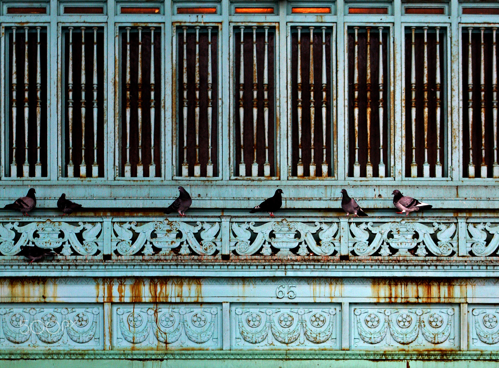 Canon EOS 40D + Canon EF 24-70mm F2.8L USM sample photo. Pigeons photography