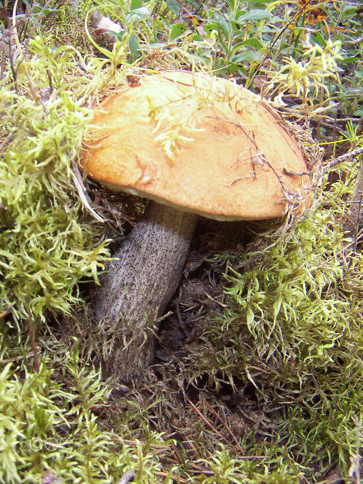 KONICA MINOLTA DiMAGE X31 sample photo. Orange-cap boletus leccinum photography