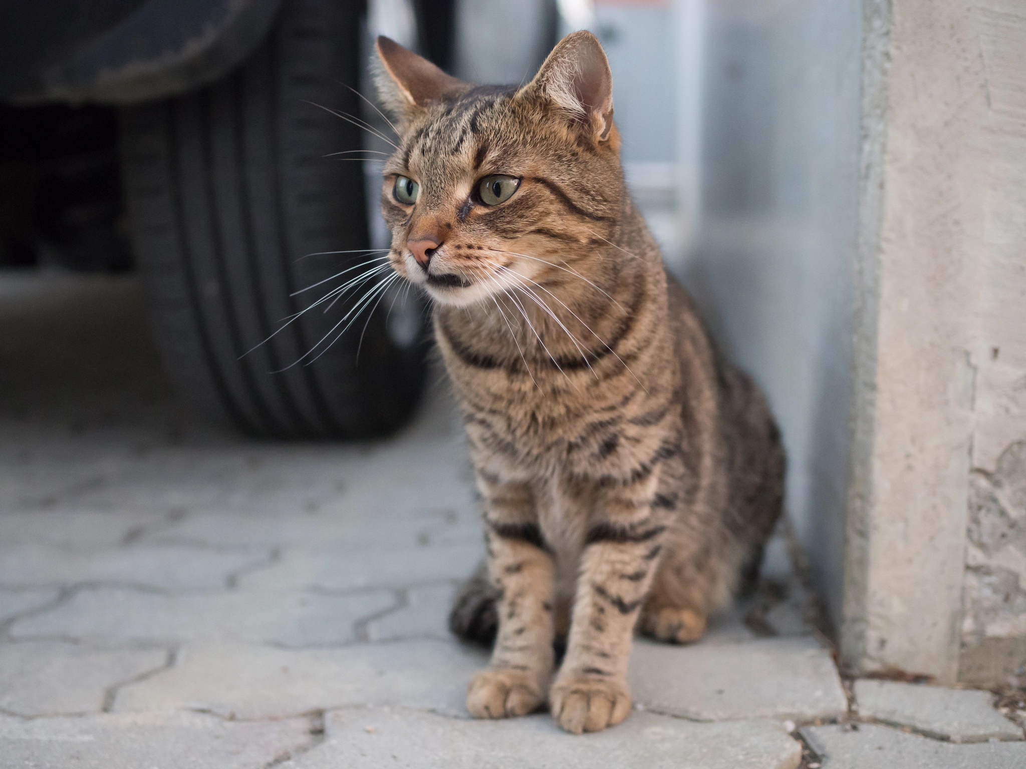 Olympus OM-D E-M10 II + Olympus M.Zuiko Digital 25mm F1.8 sample photo. Cat photography