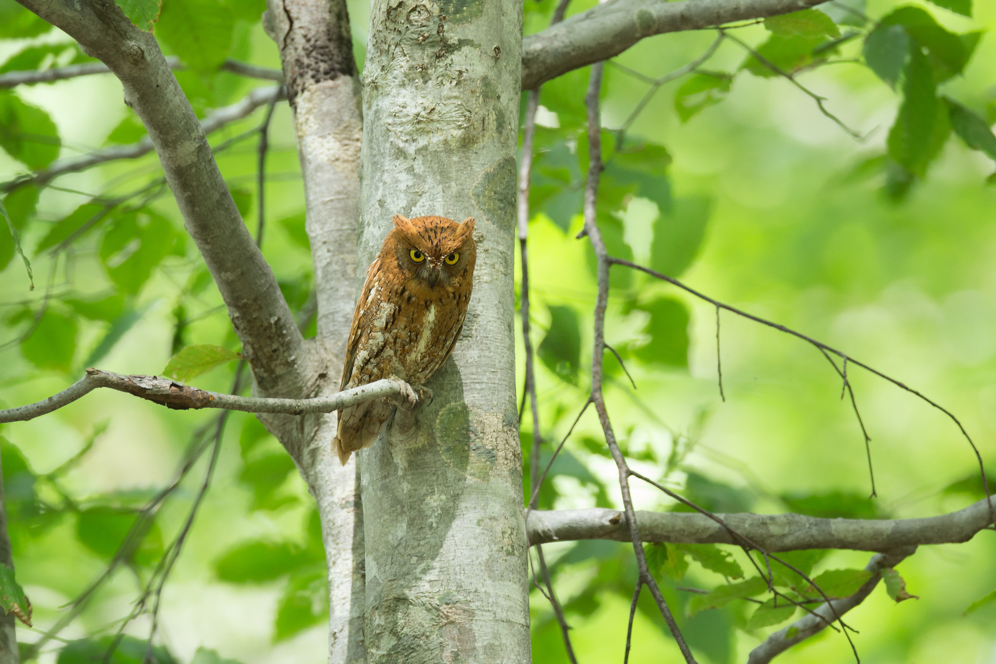 Canon EOS-1D X + Canon EF 800mm F5.6L IS USM sample photo. Red scops owl photography