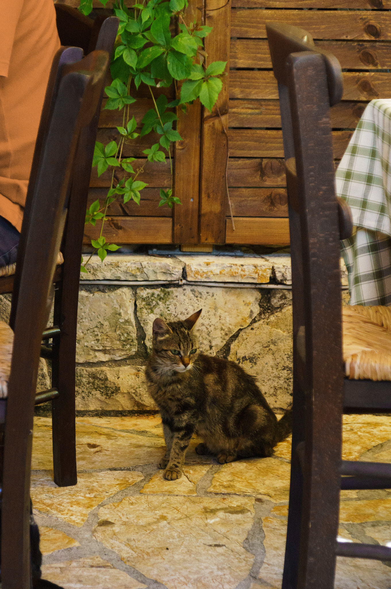 Sony DT 16-105mm F3.5-5.6 sample photo