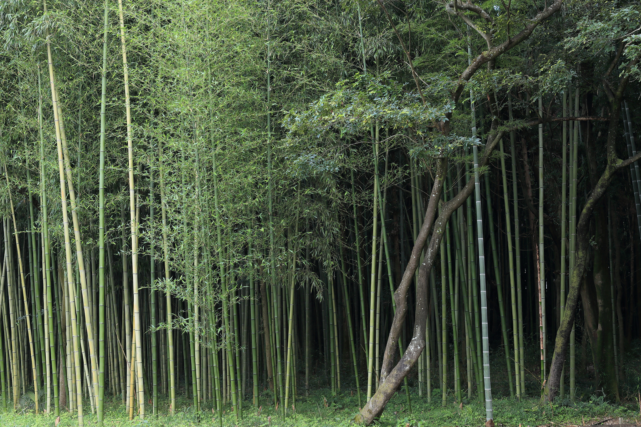 Canon EF 50mm F1.2L USM sample photo. Bamboo forest photography