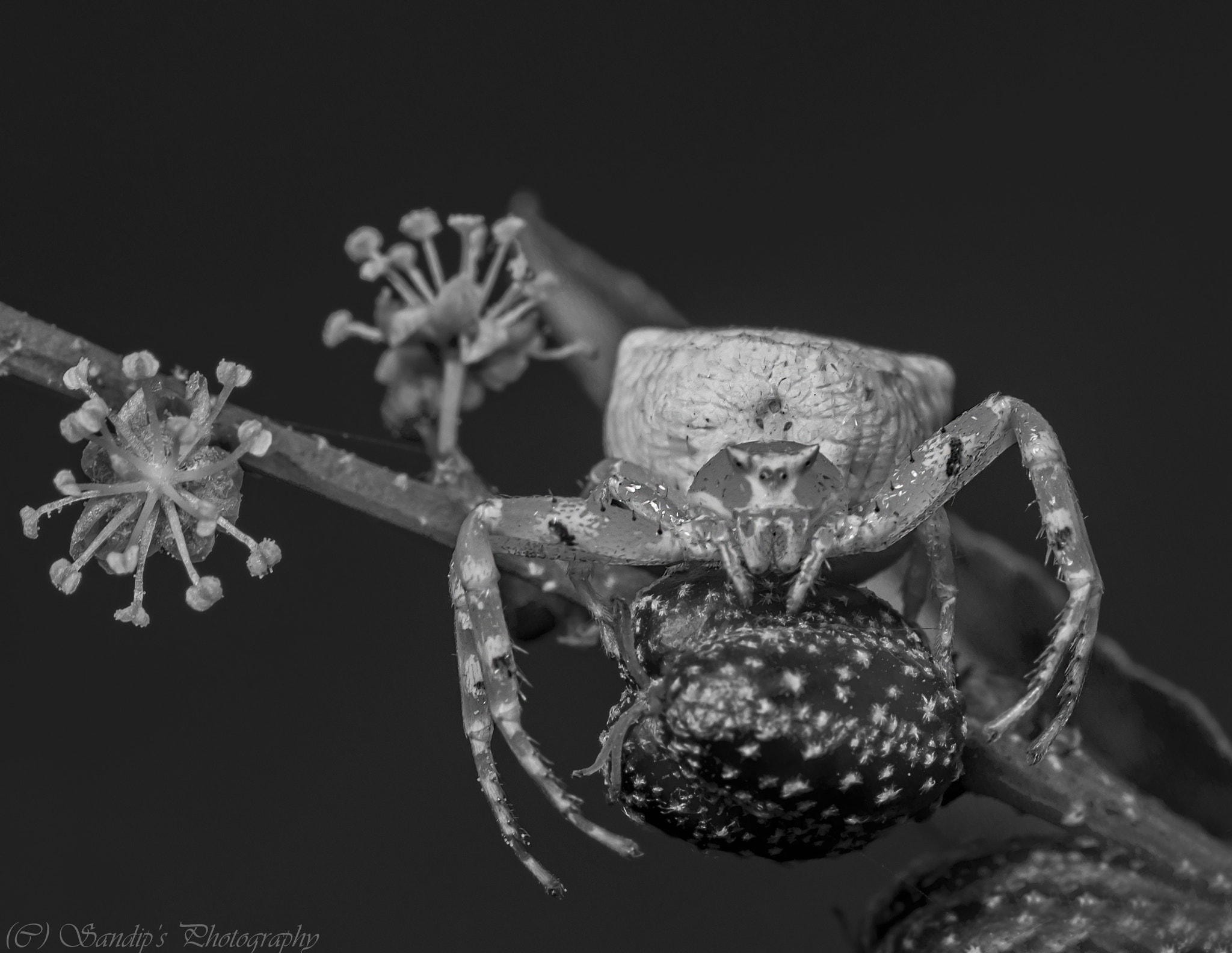 Canon EOS 600D (Rebel EOS T3i / EOS Kiss X5) + Tamron SP AF 90mm F2.8 Di Macro sample photo. Predator..... photography