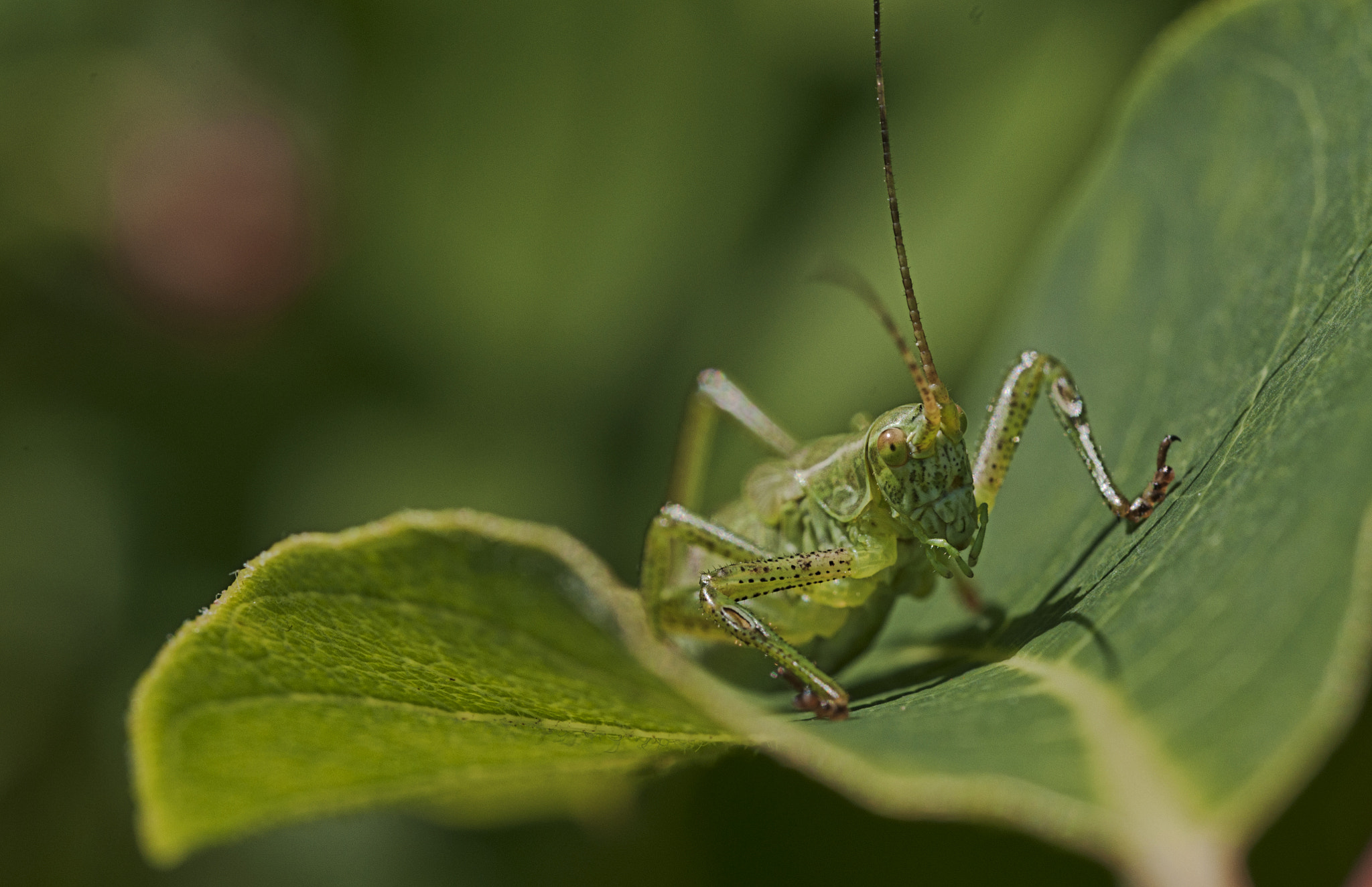 Nikon D90 + Nikon AF Micro-Nikkor 60mm F2.8D sample photo. Katydid photography